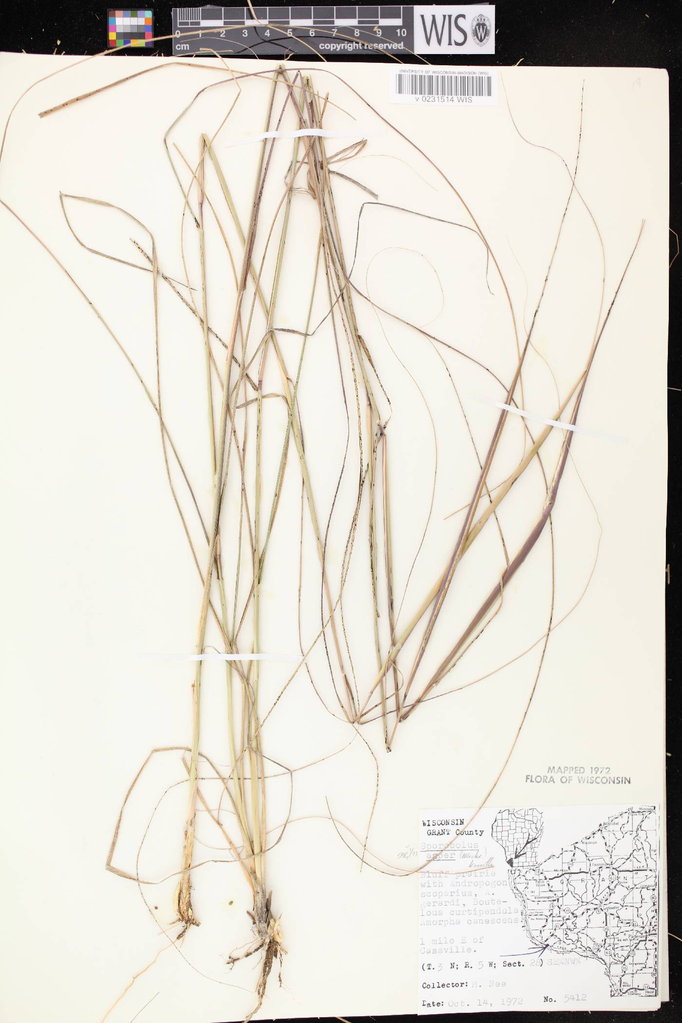 Sporobolus compositus var. compositus image