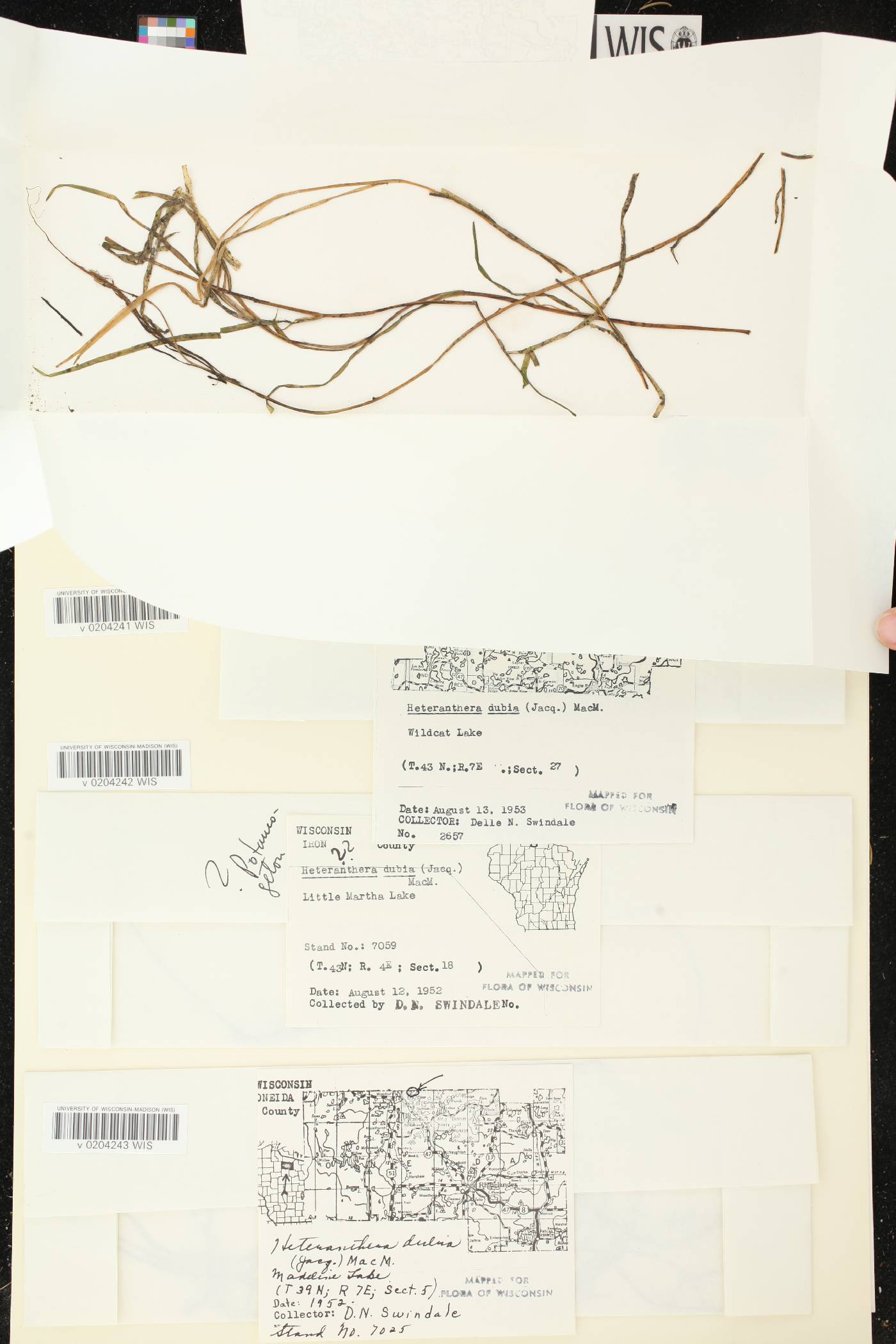 Heteranthera dubia image