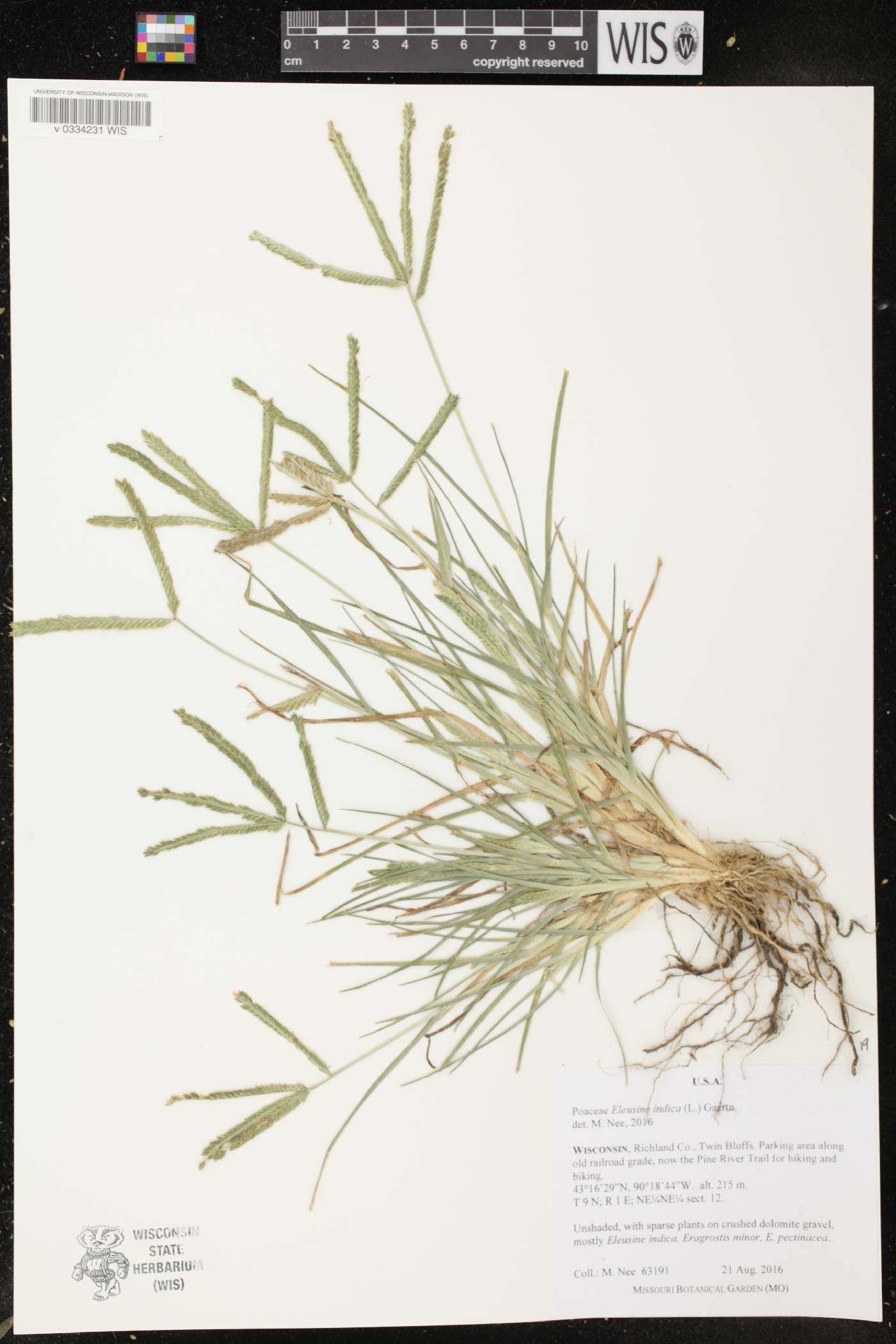 Eleusine indica image