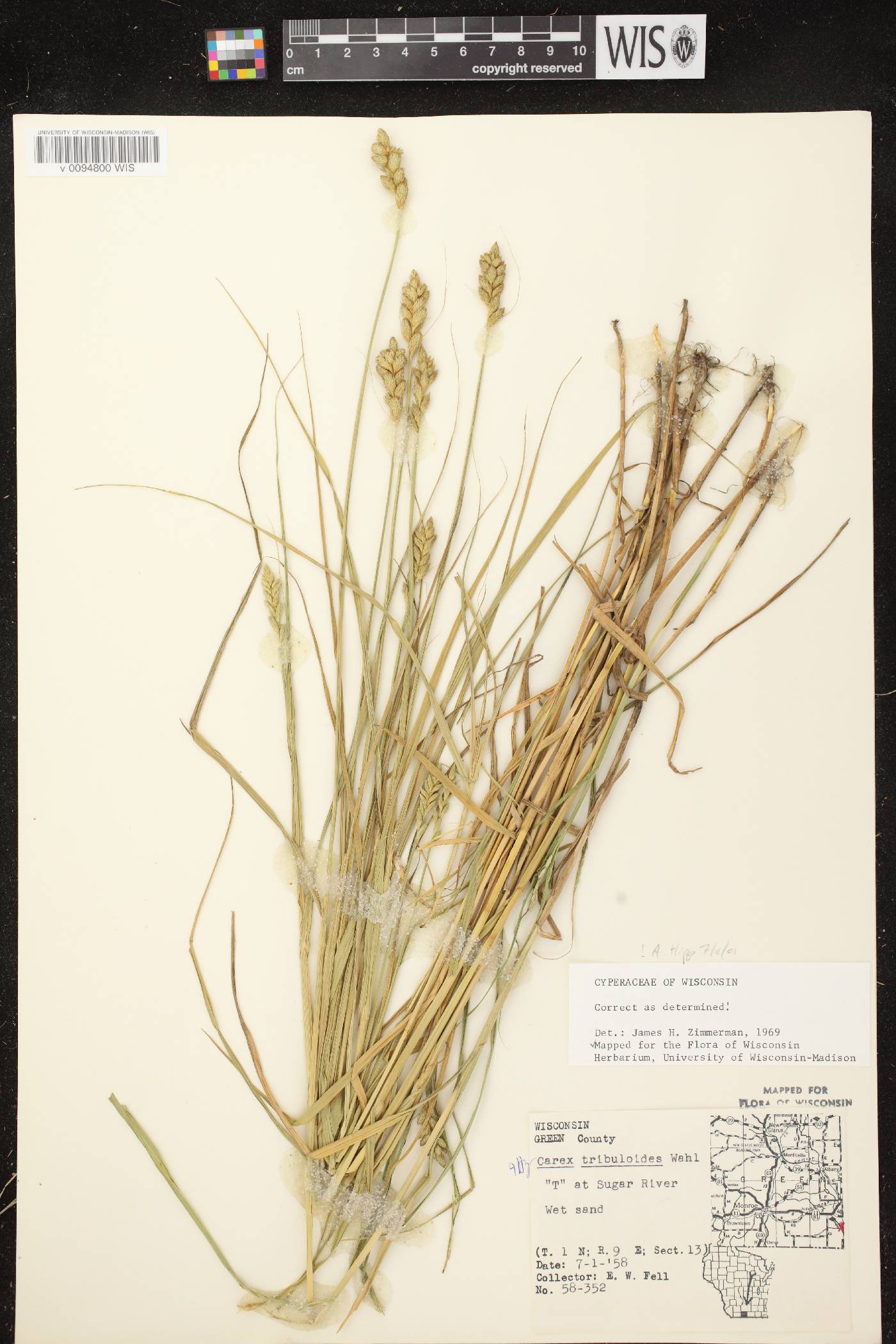 Carex tribuloides var. tribuloides image