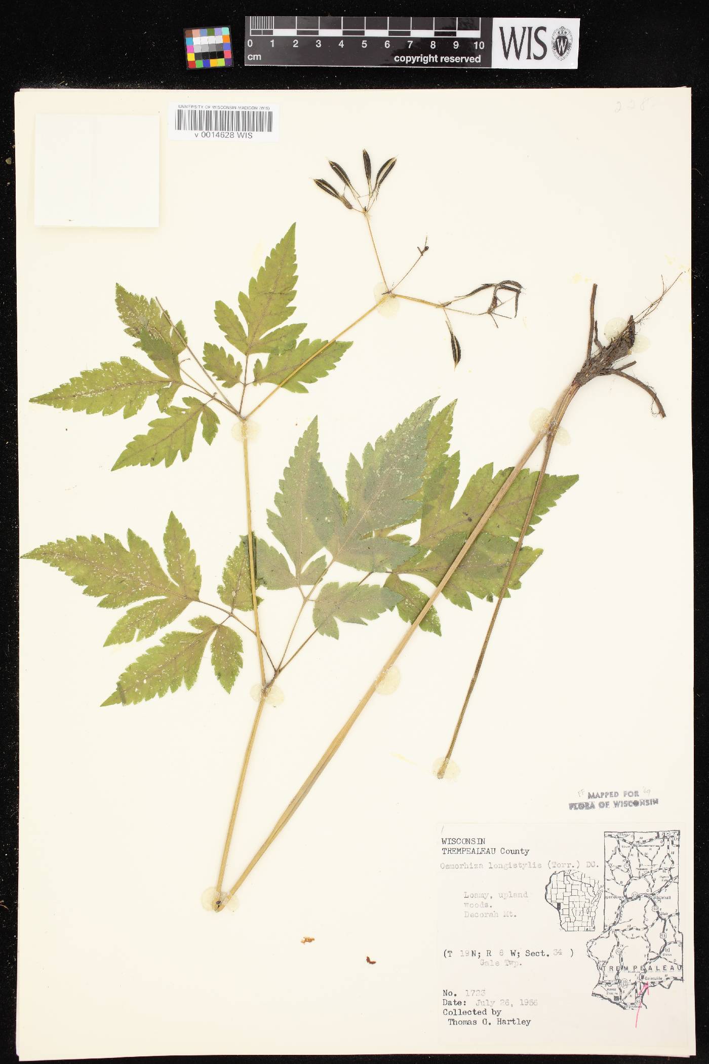 Osmorhiza longistylis image