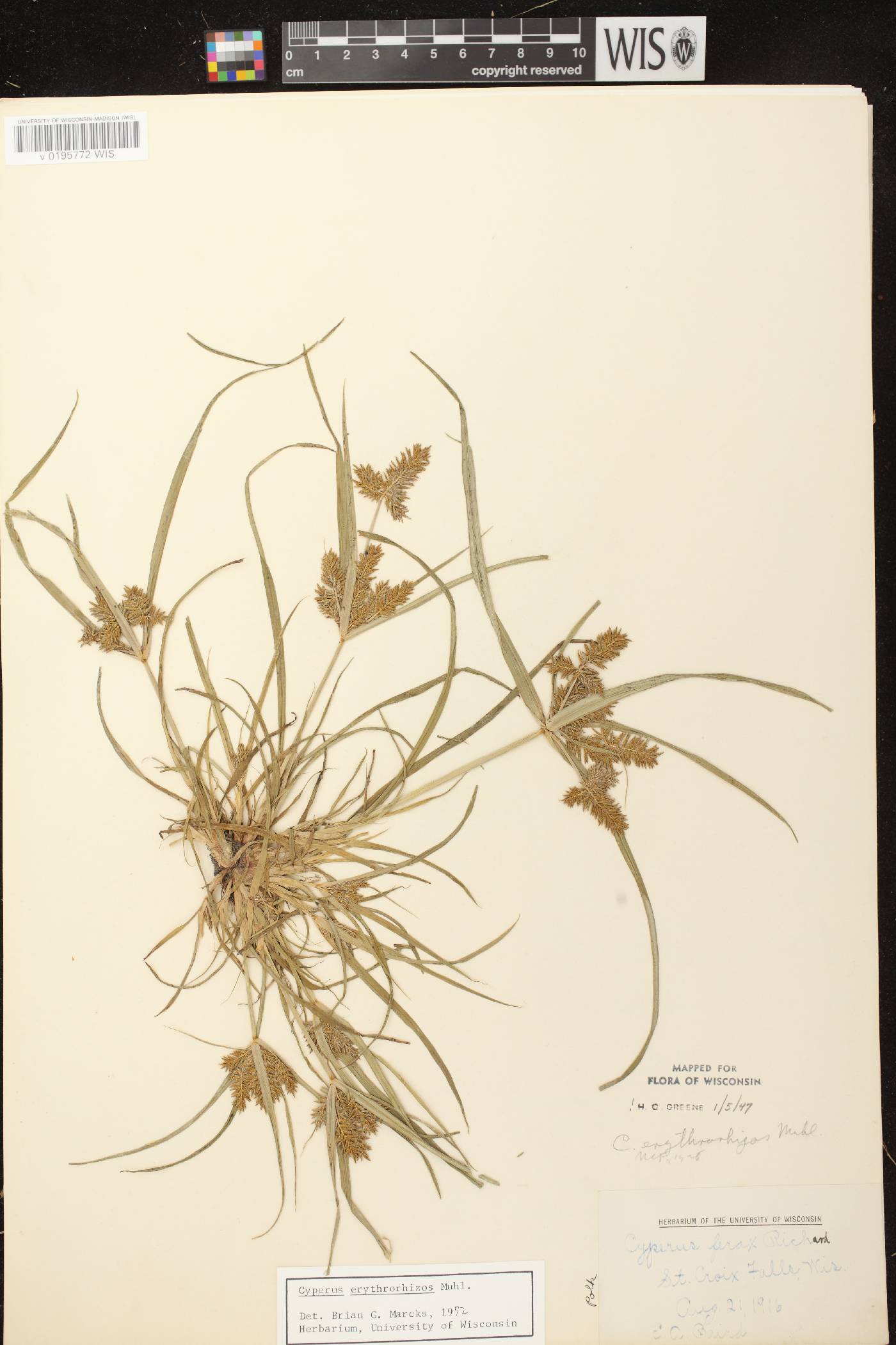 Cyperus erythrorhizos image