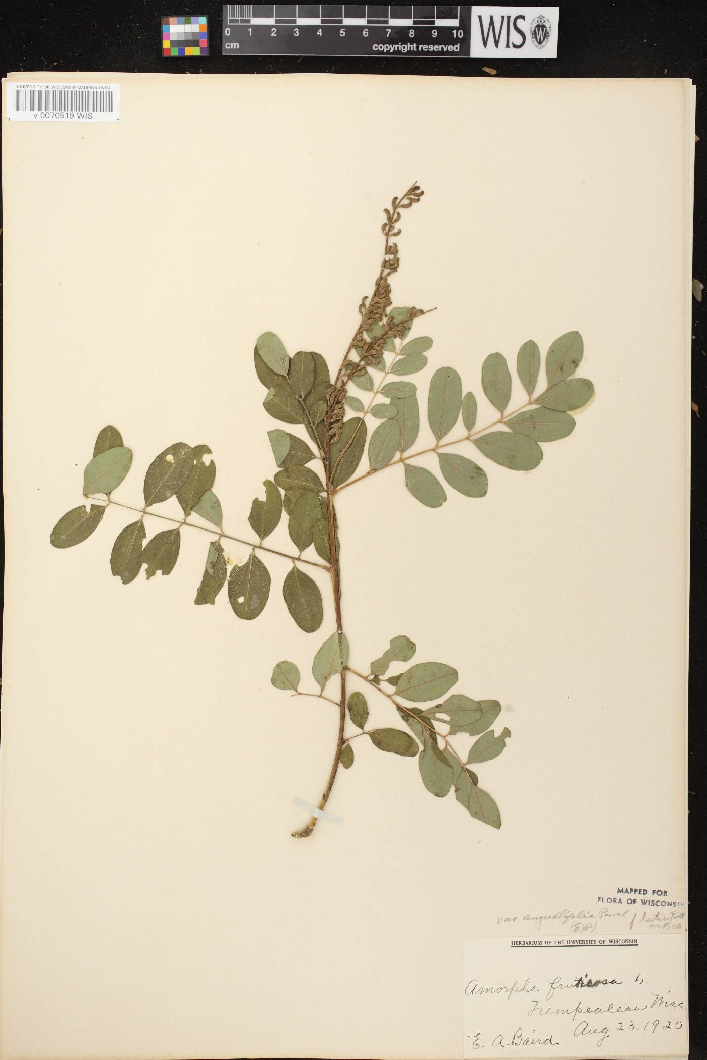 Amorpha fruticosa image