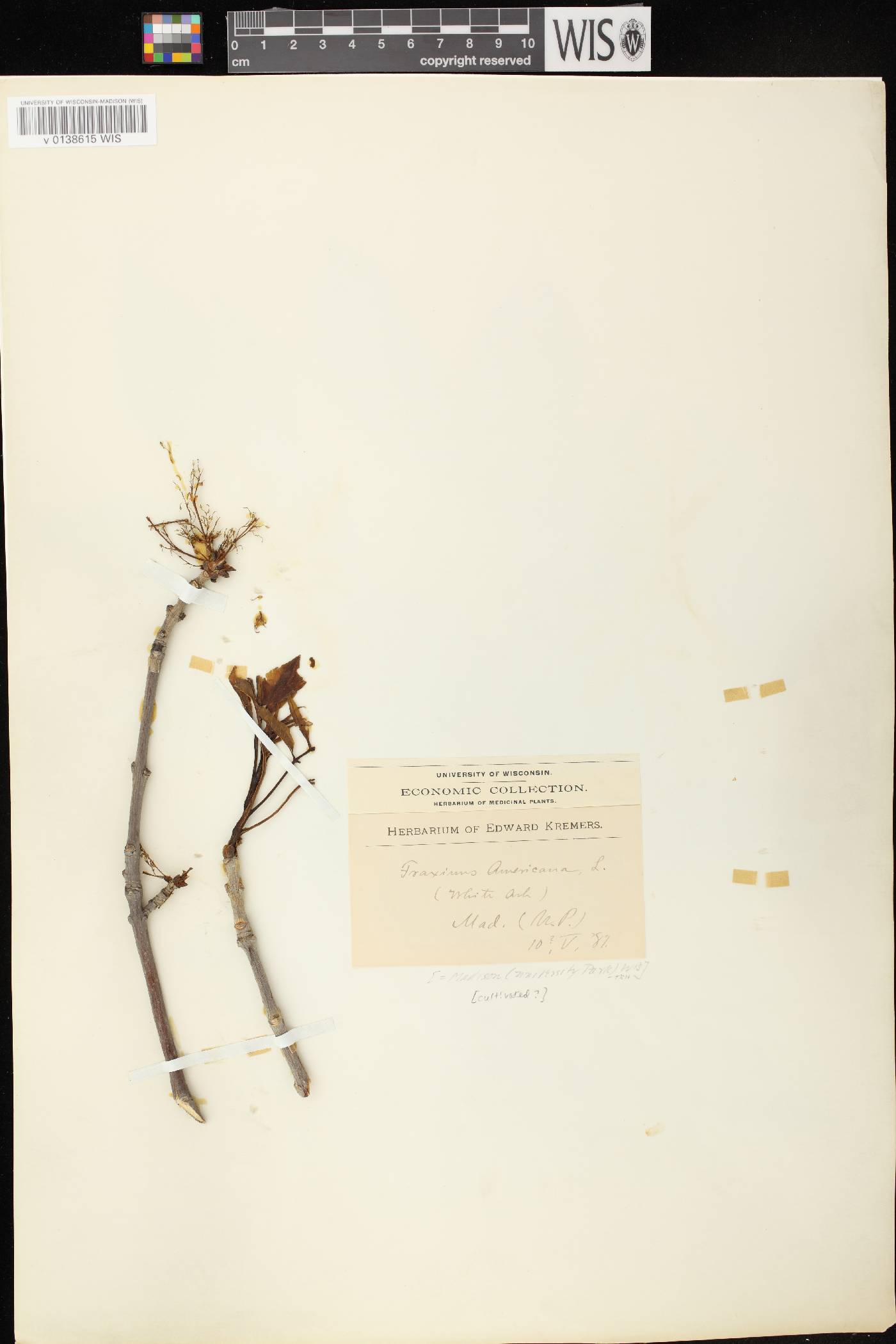 Fraxinus americana image