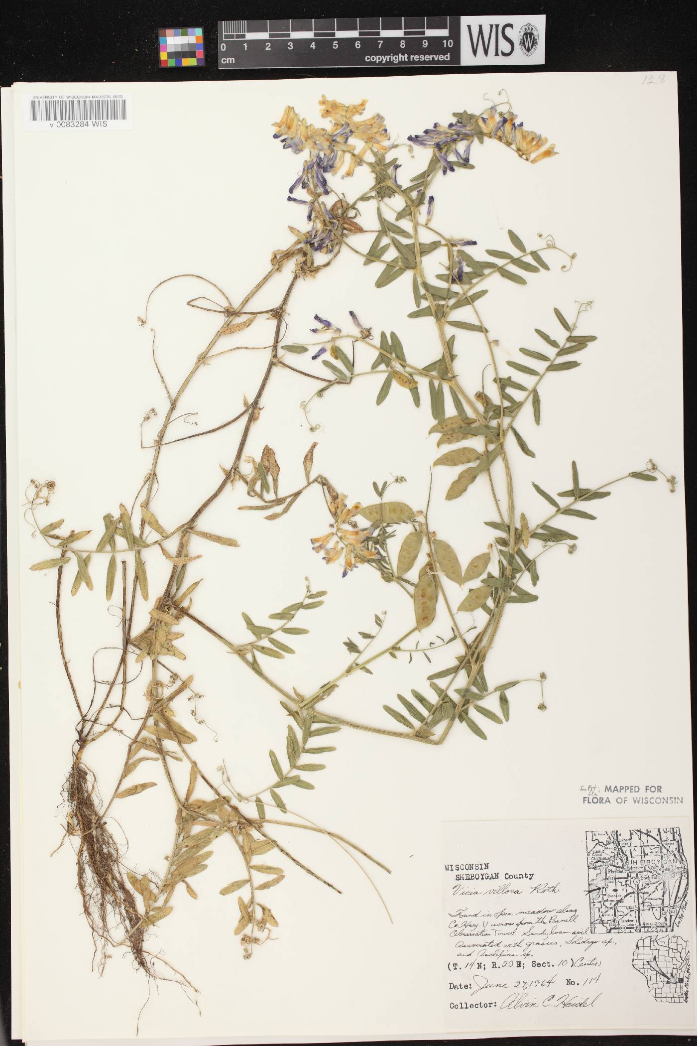 Vicia villosa image