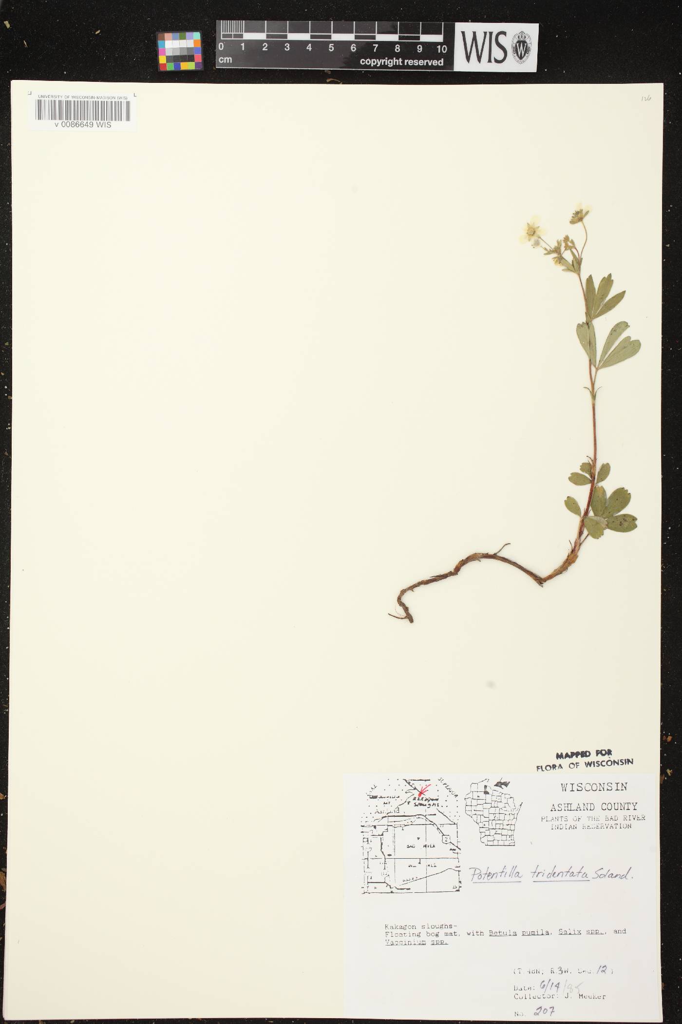 Sibbaldiopsis tridentata image