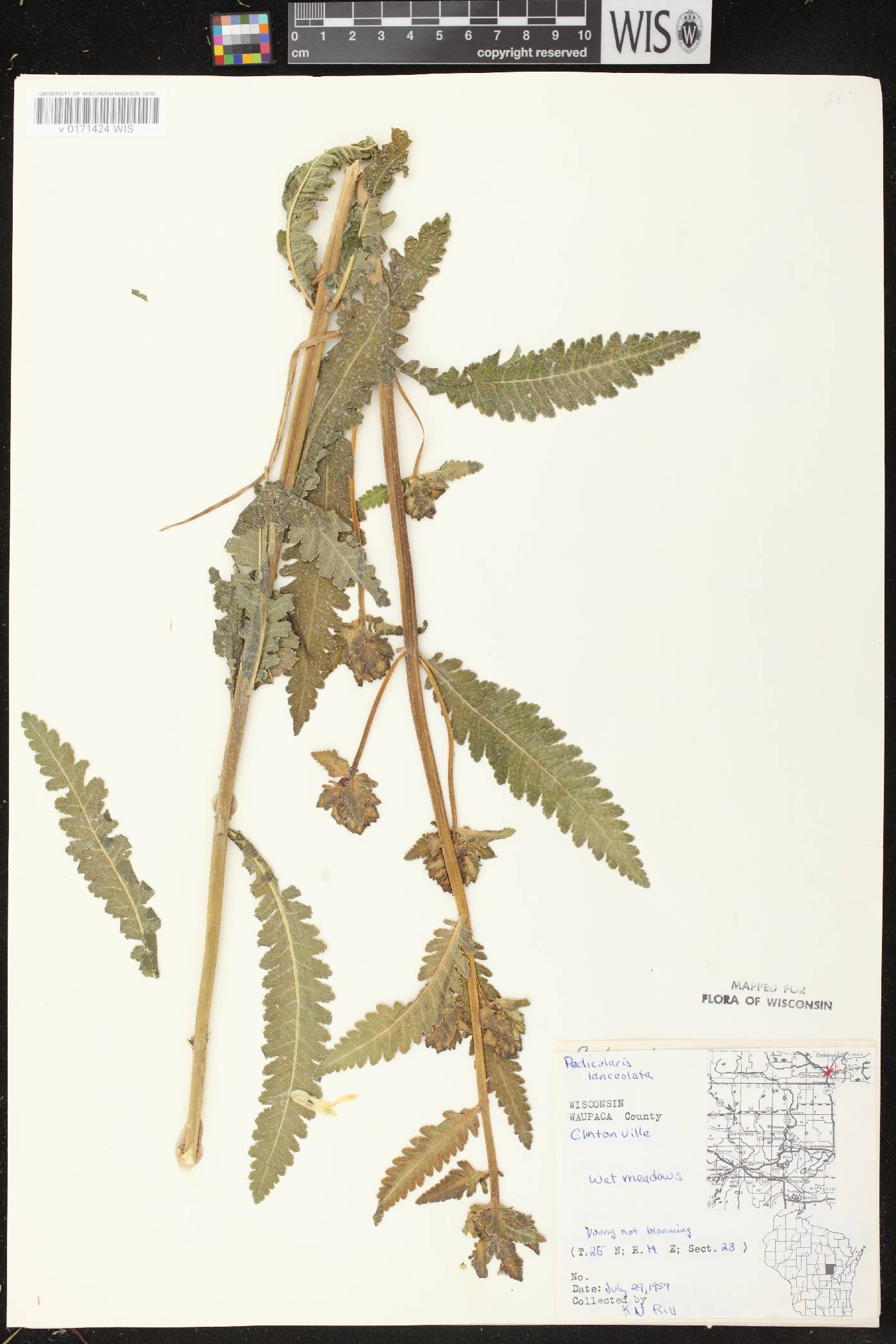 Pedicularis lanceolata image