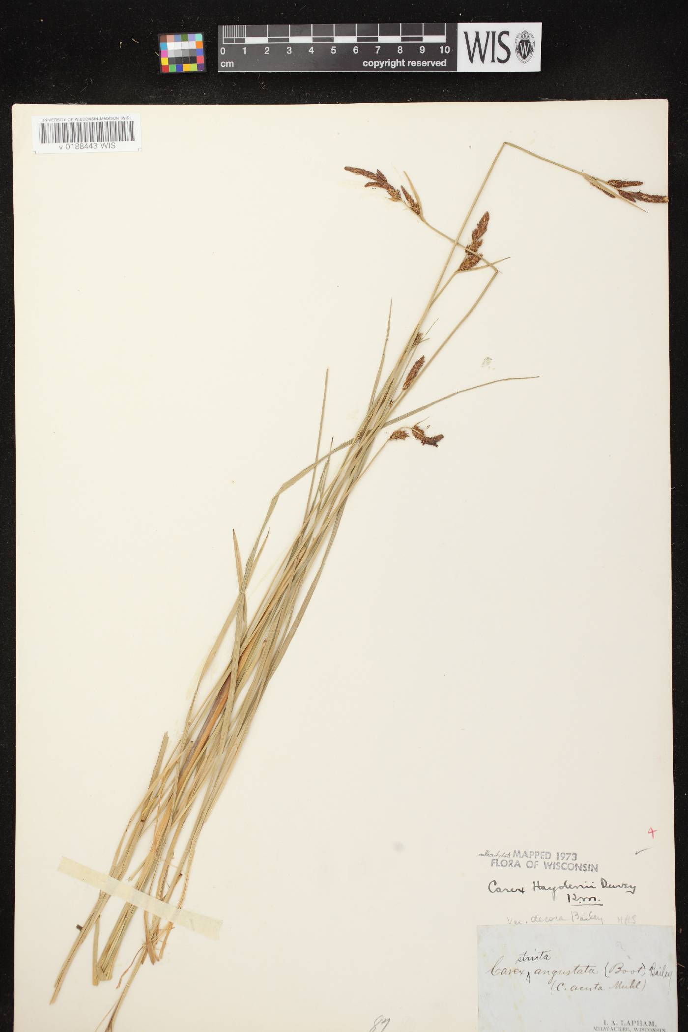 Carex haydenii image