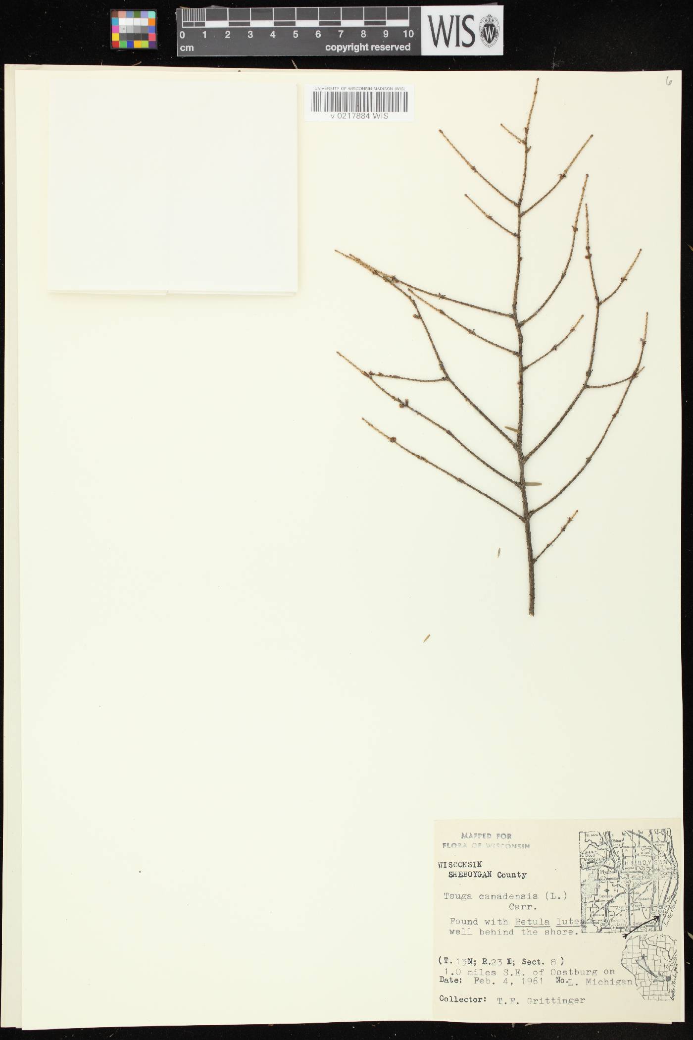Tsuga canadensis image