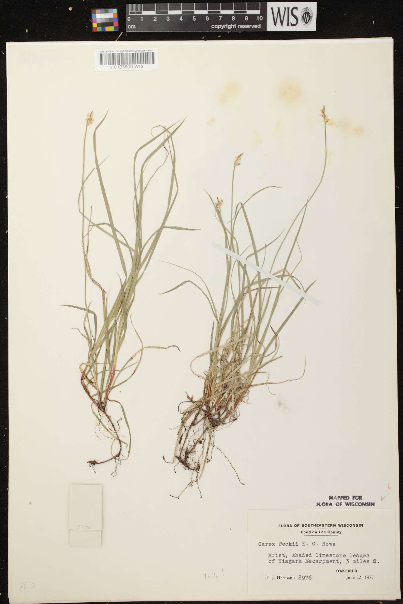 Carex peckii image