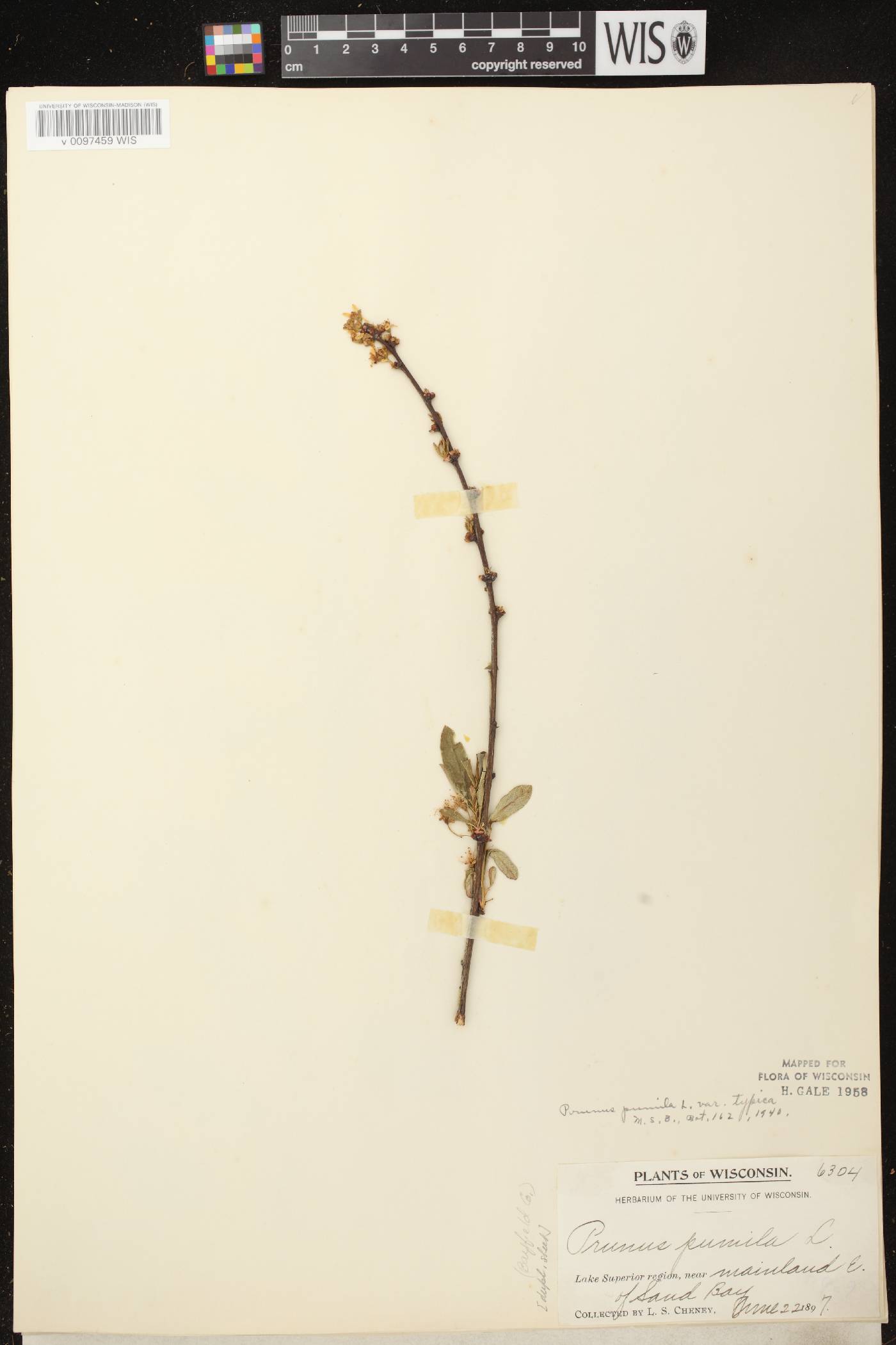 Prunus pumila image