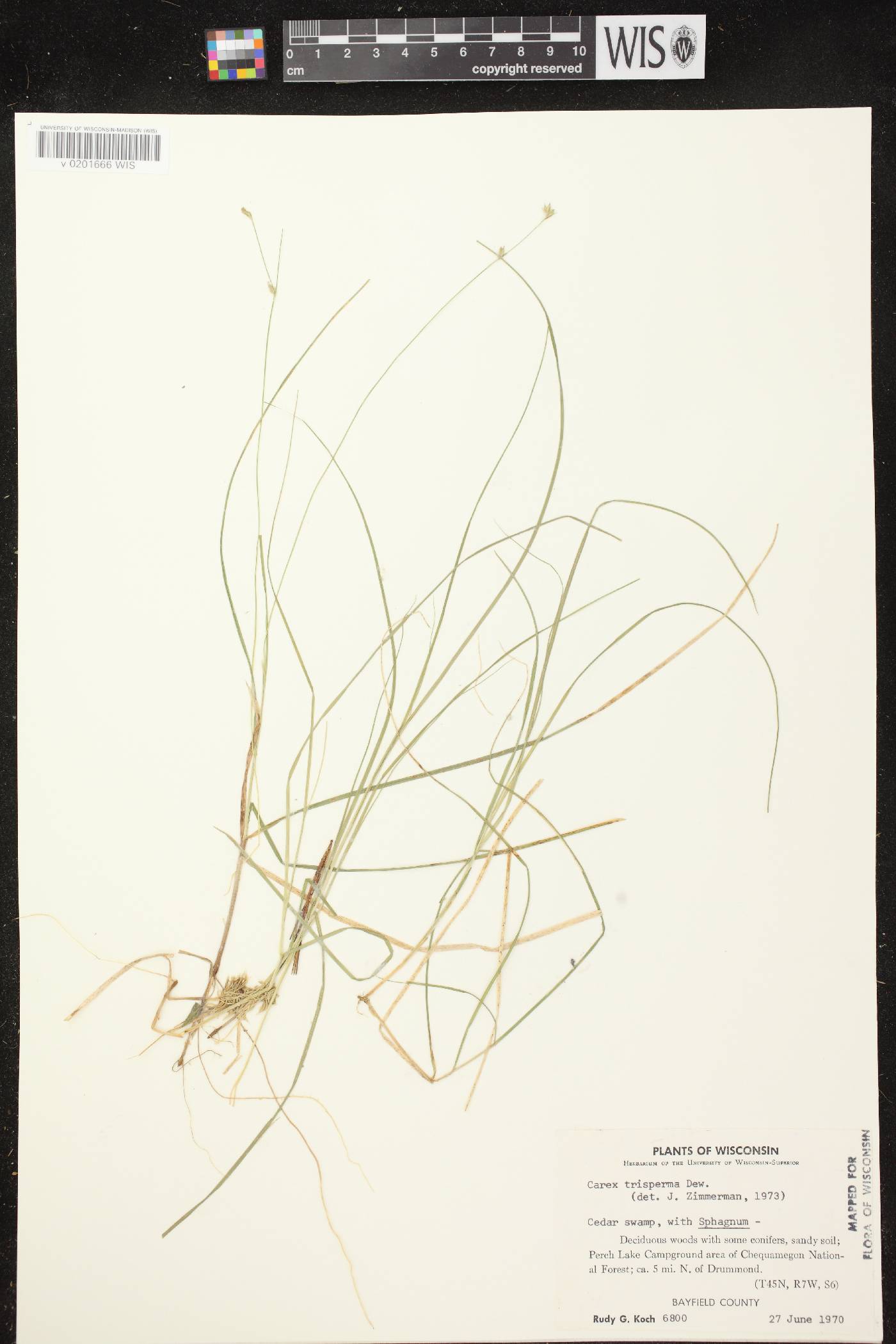 Carex trisperma image