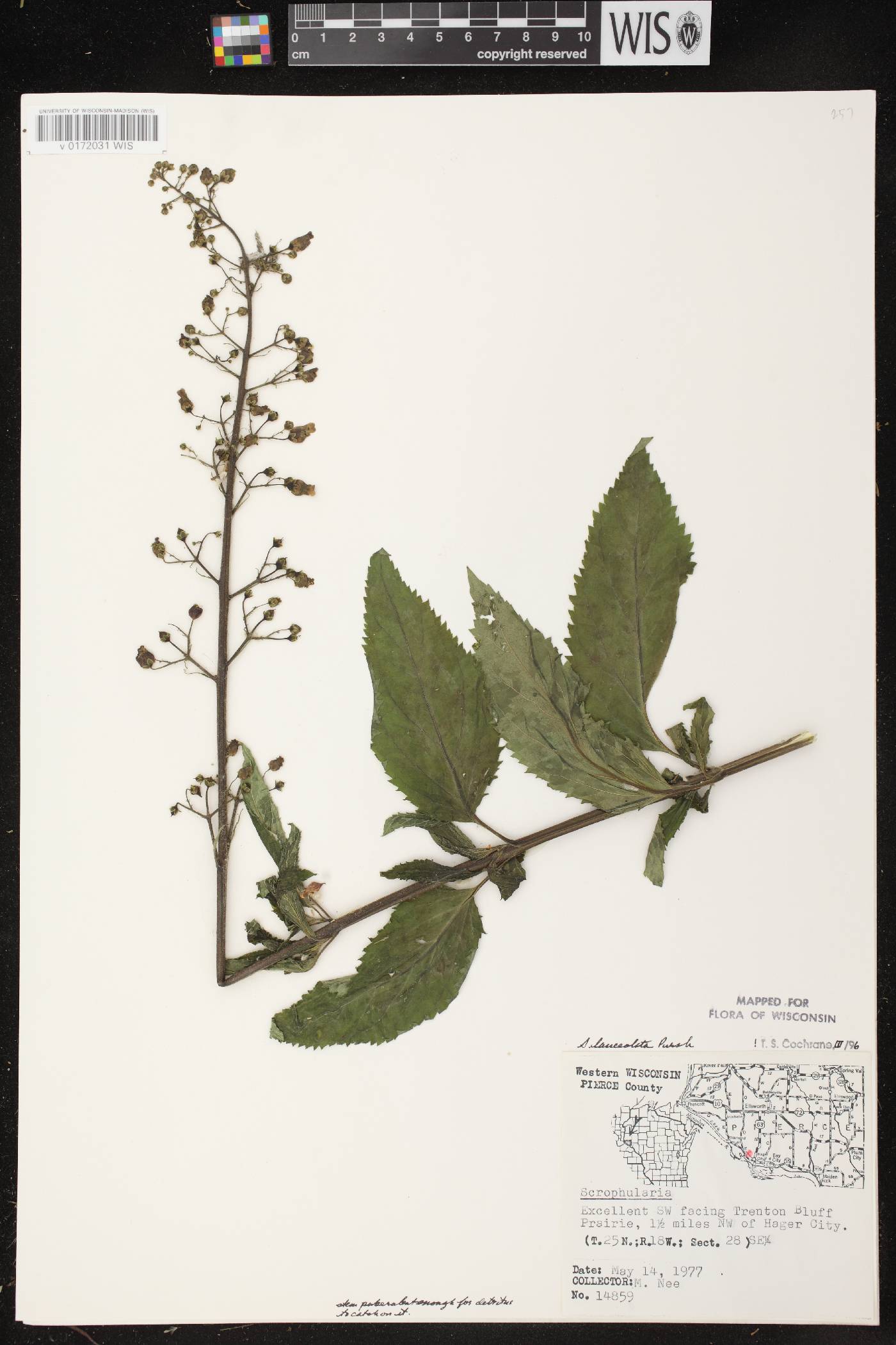 Scrophularia lanceolata image