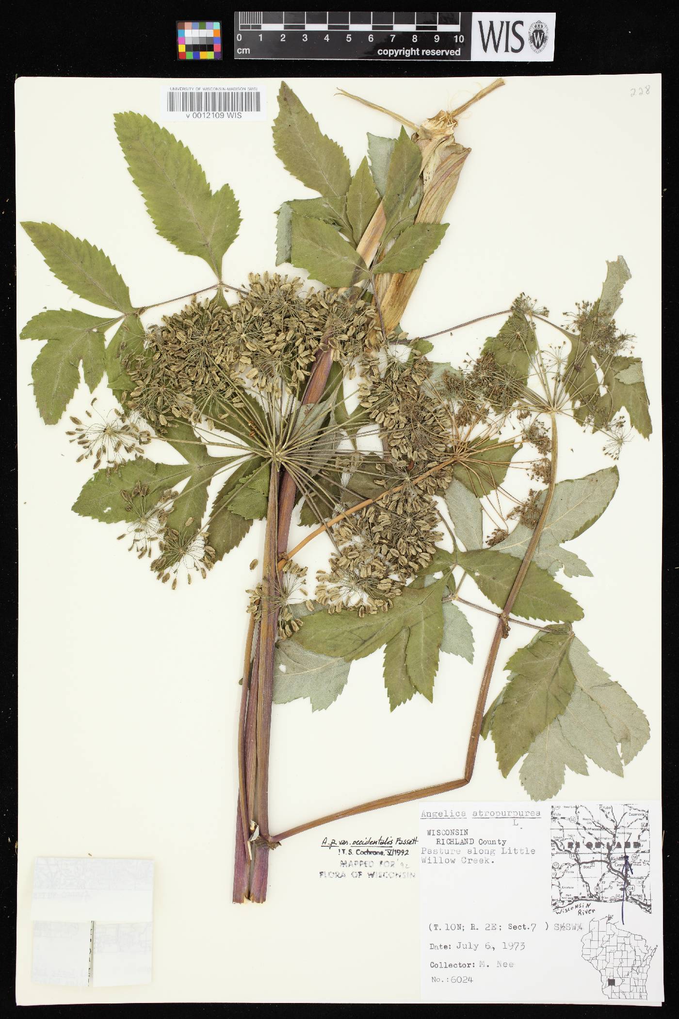 Angelica atropurpurea var. occidentalis image