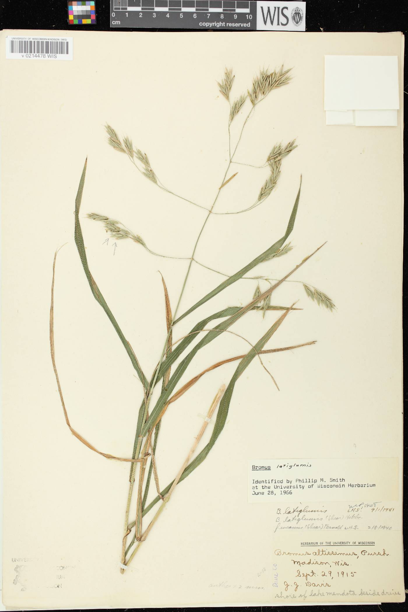 Bromus latiglumis image