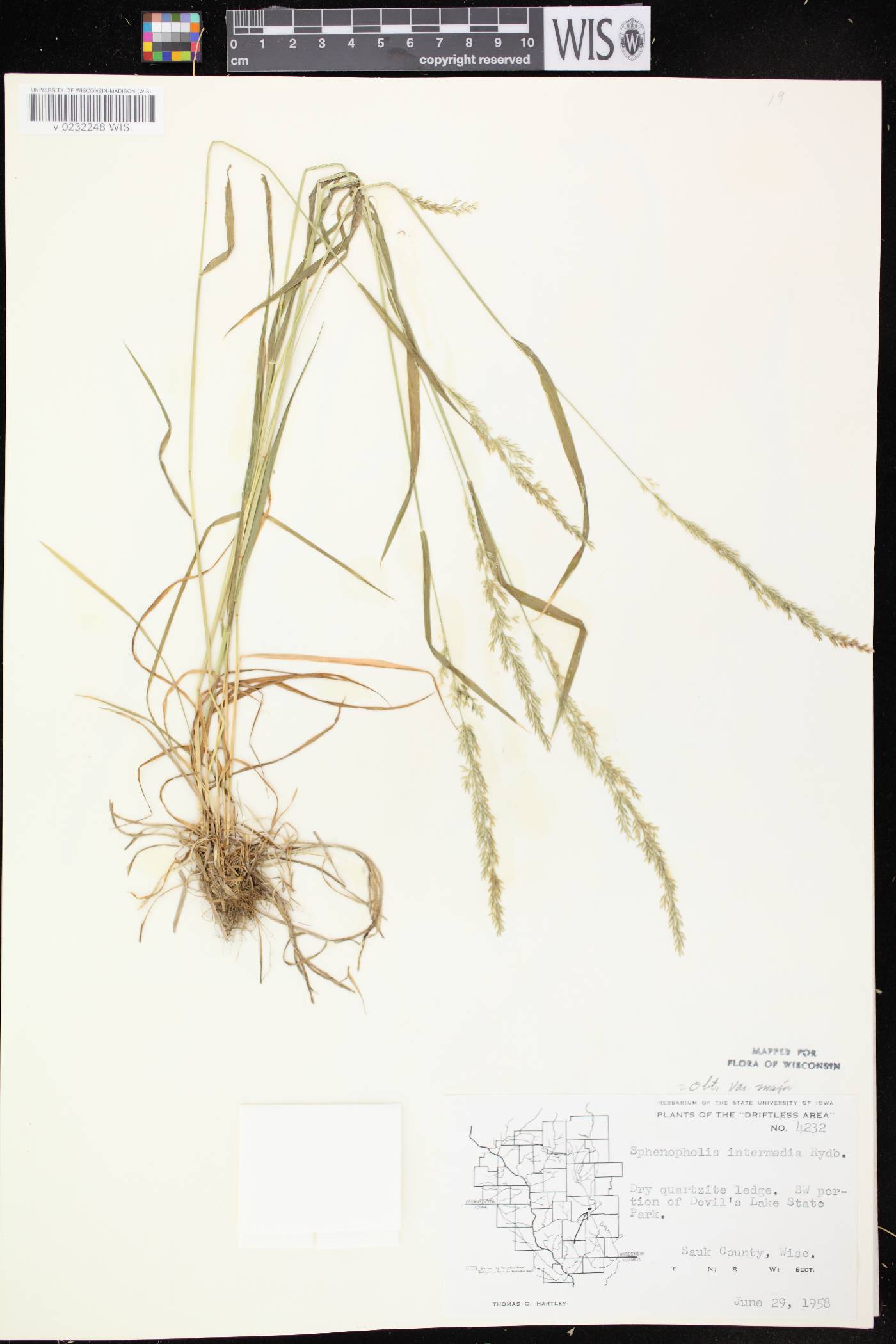 Sphenopholis intermedia image