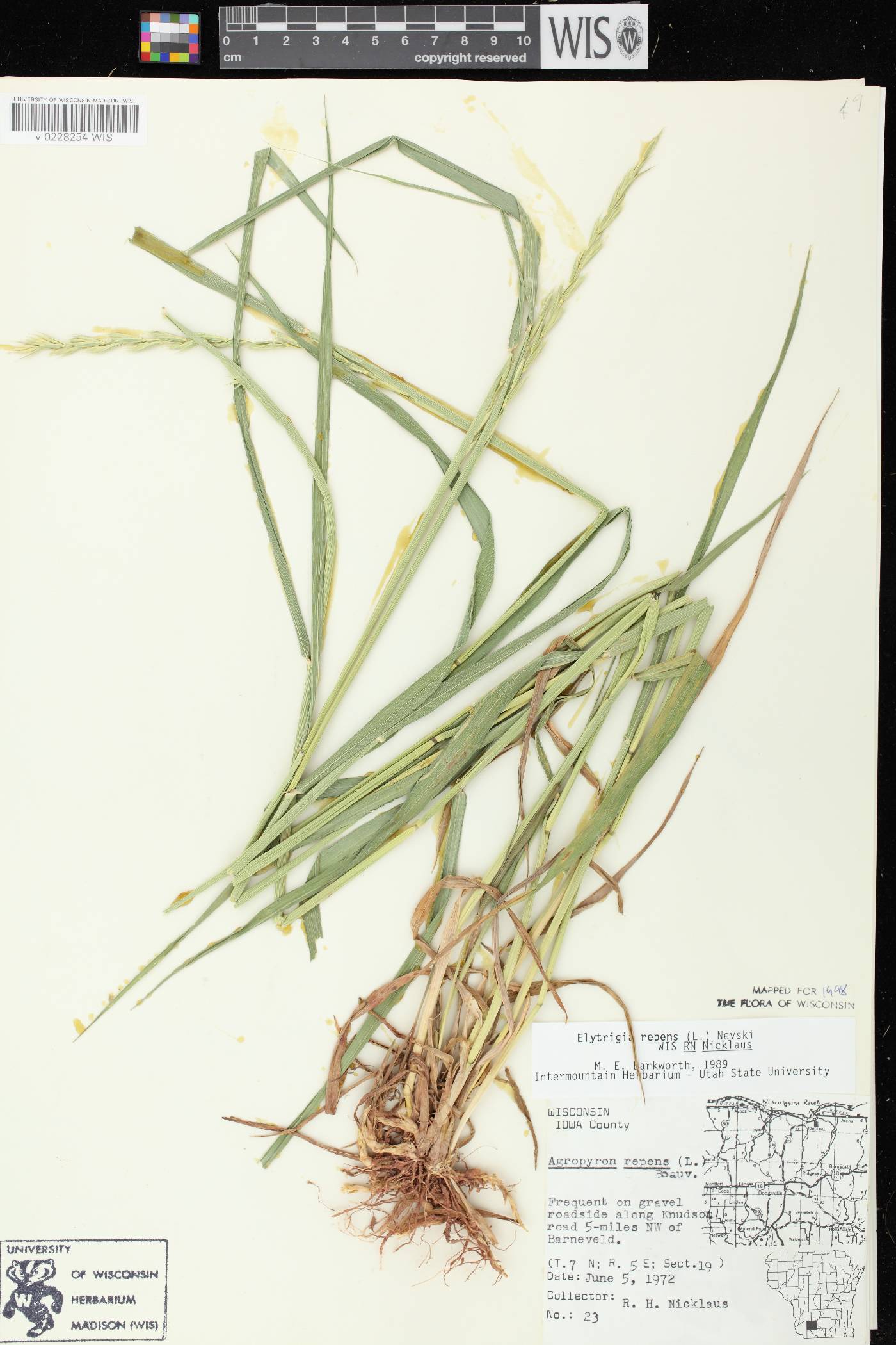 Elymus repens image