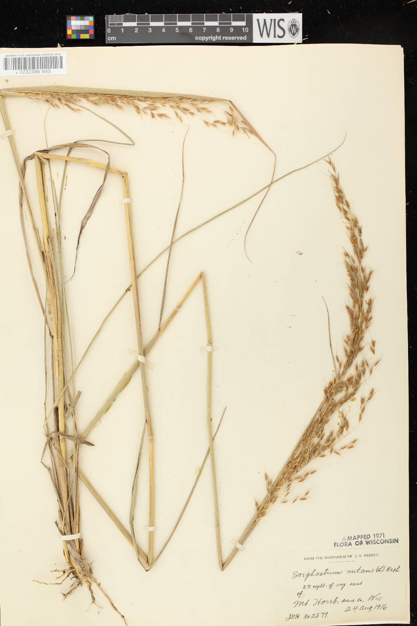 Sorghastrum nutans image