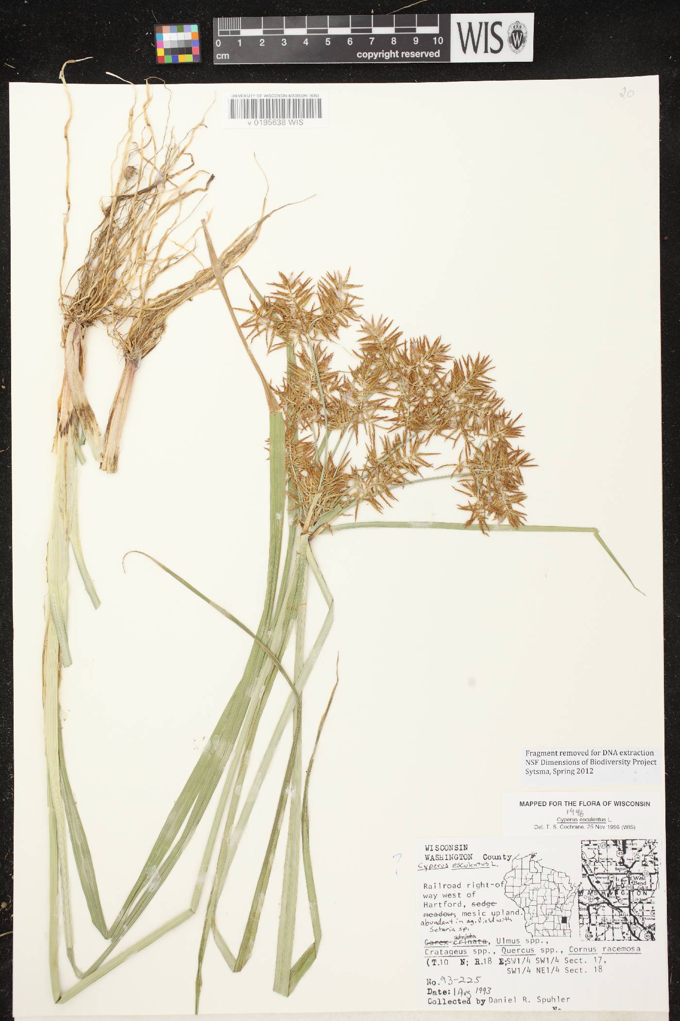 Cyperus esculentus var. leptostachyus image