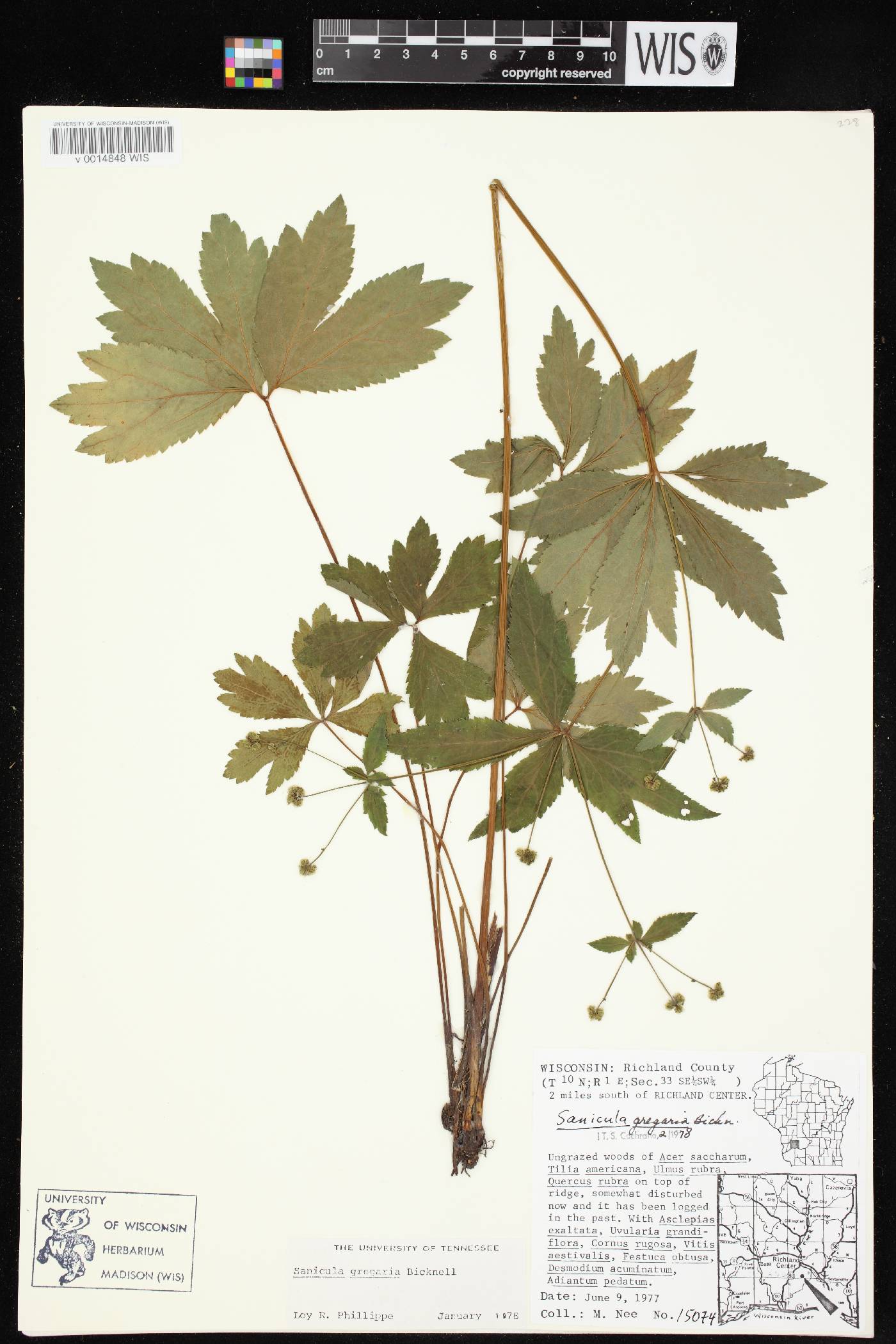 Sanicula odorata image