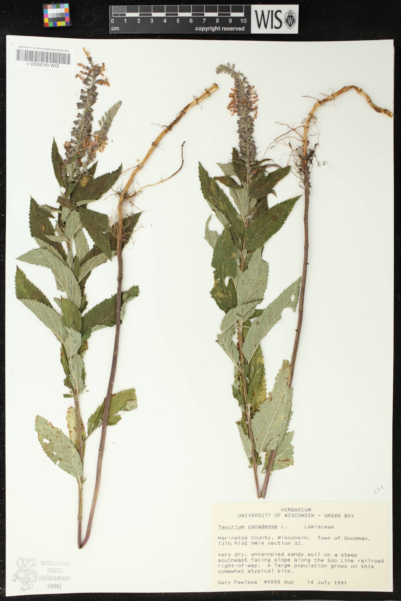 Teucrium canadense image