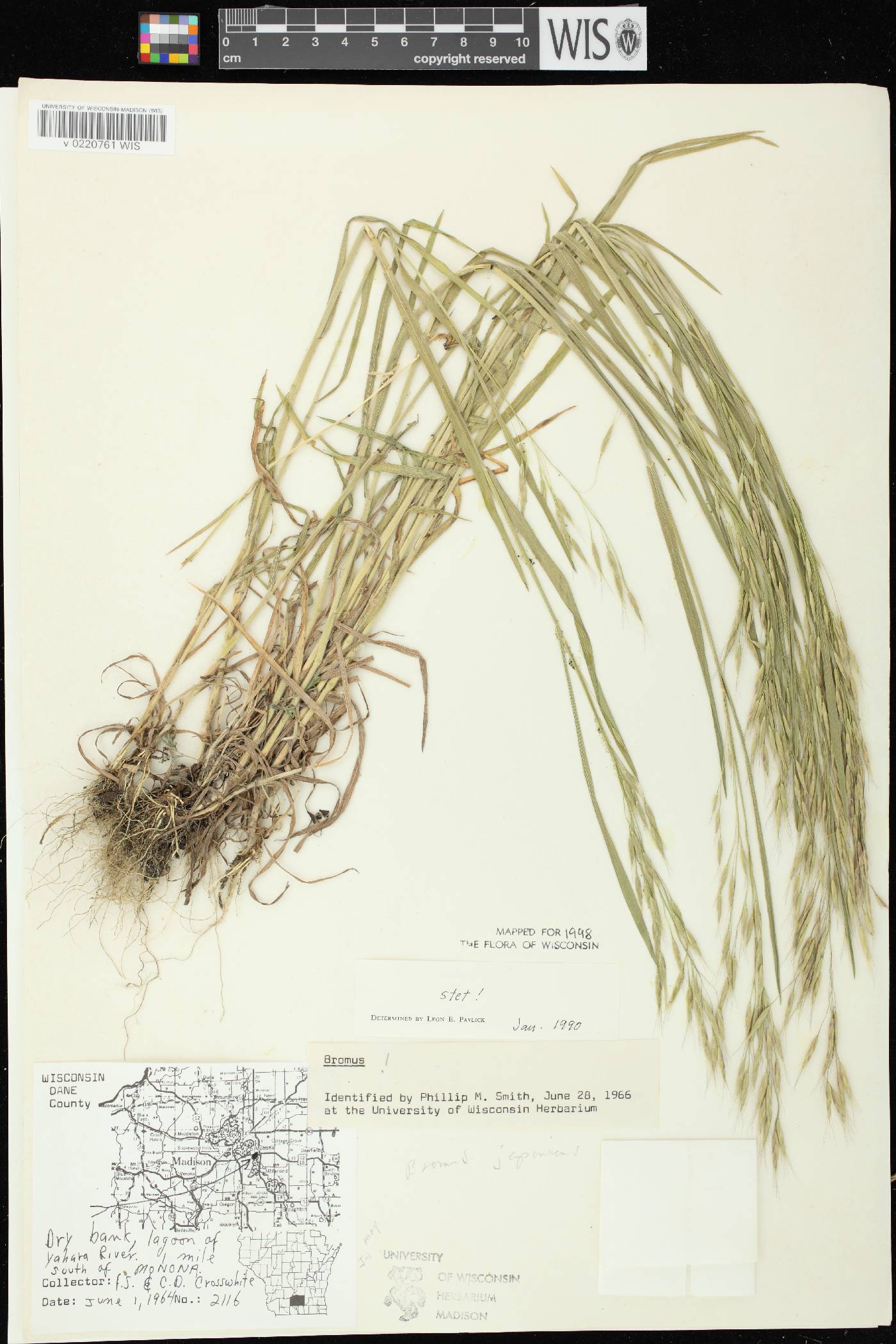 Bromus arvensis image