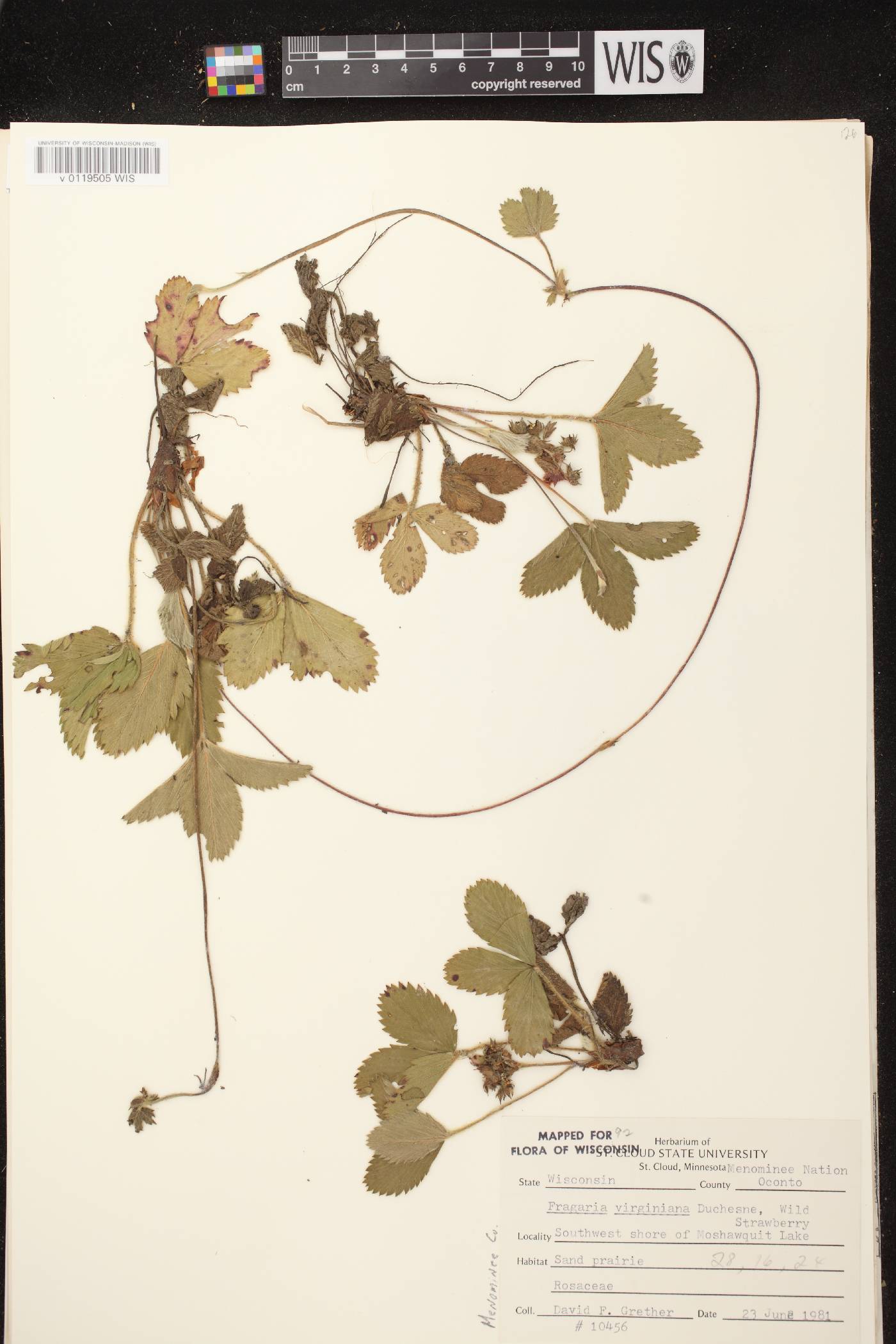 Fragaria virginiana image
