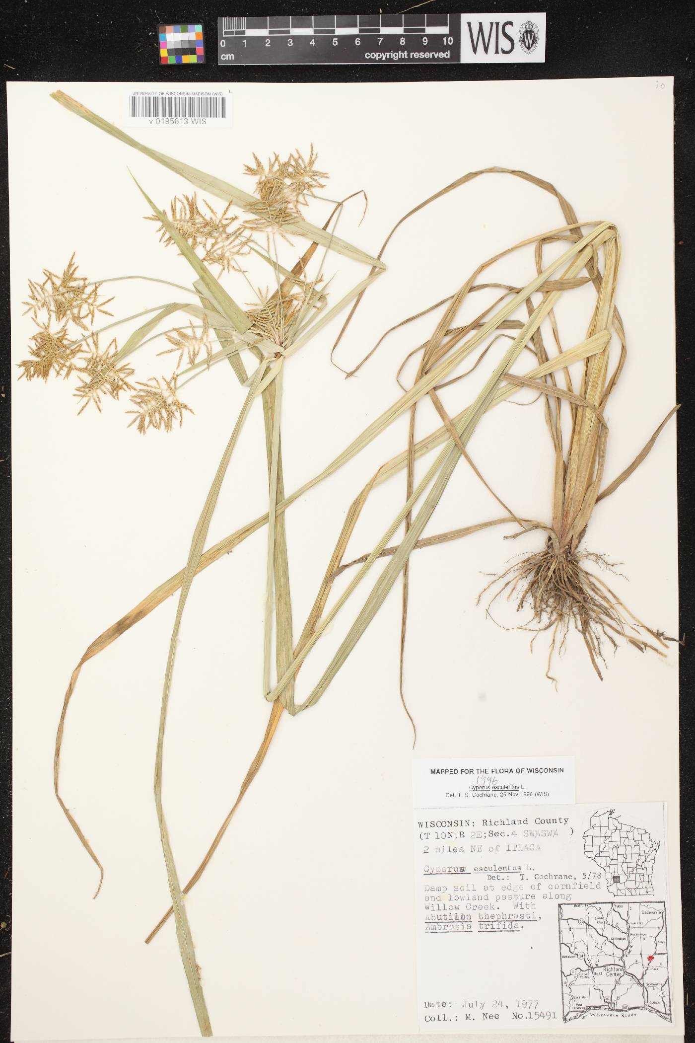 Cyperus esculentus var. leptostachyus image