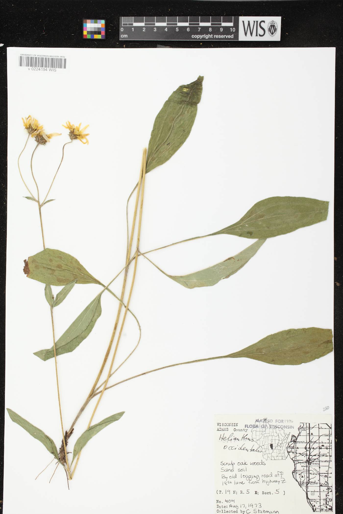Helianthus occidentalis subsp. occidentalis image