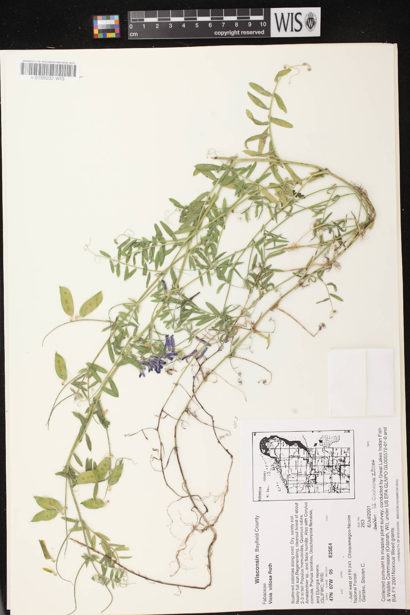 Vicia villosa image