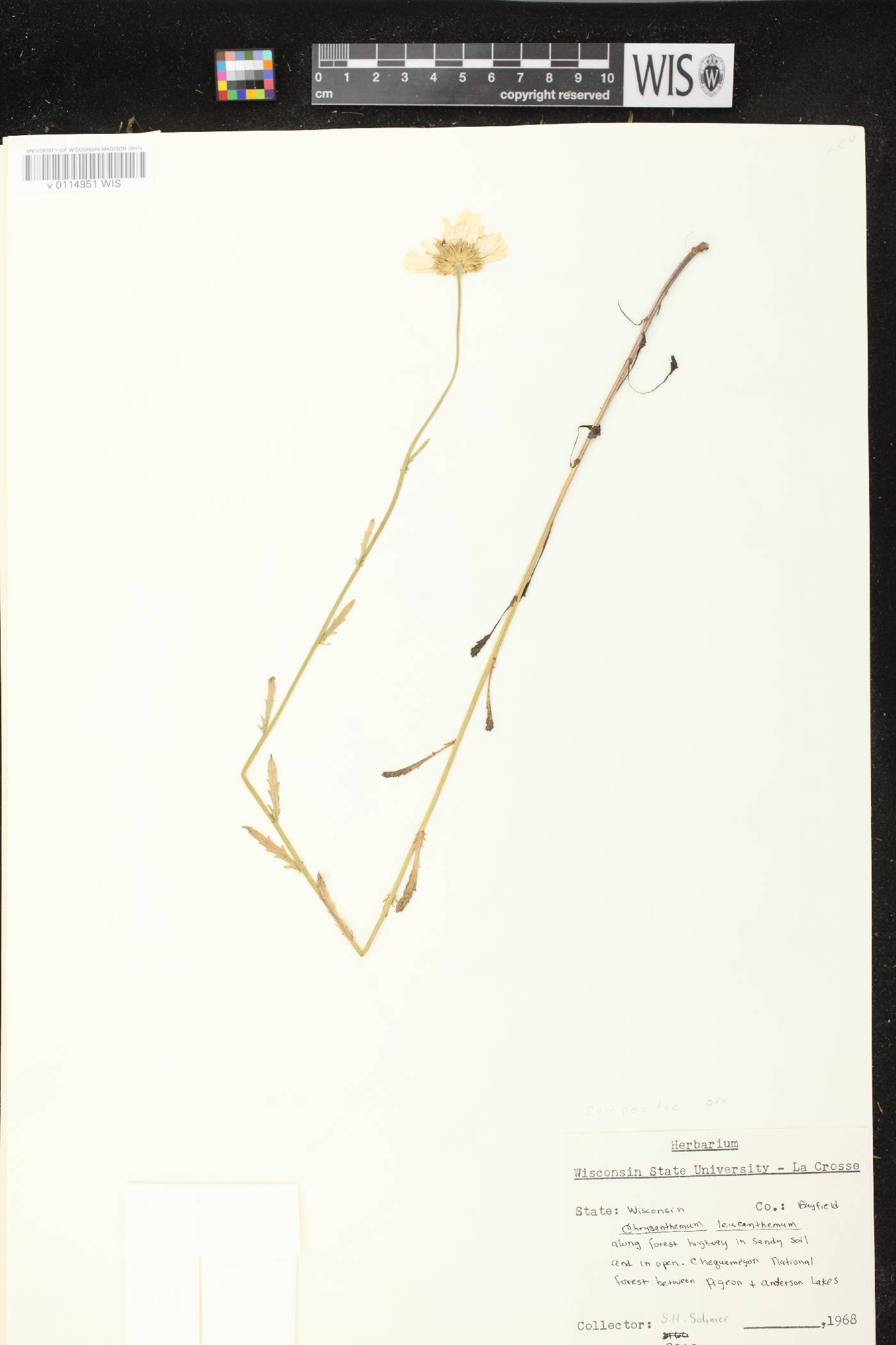 Leucanthemum vulgare image