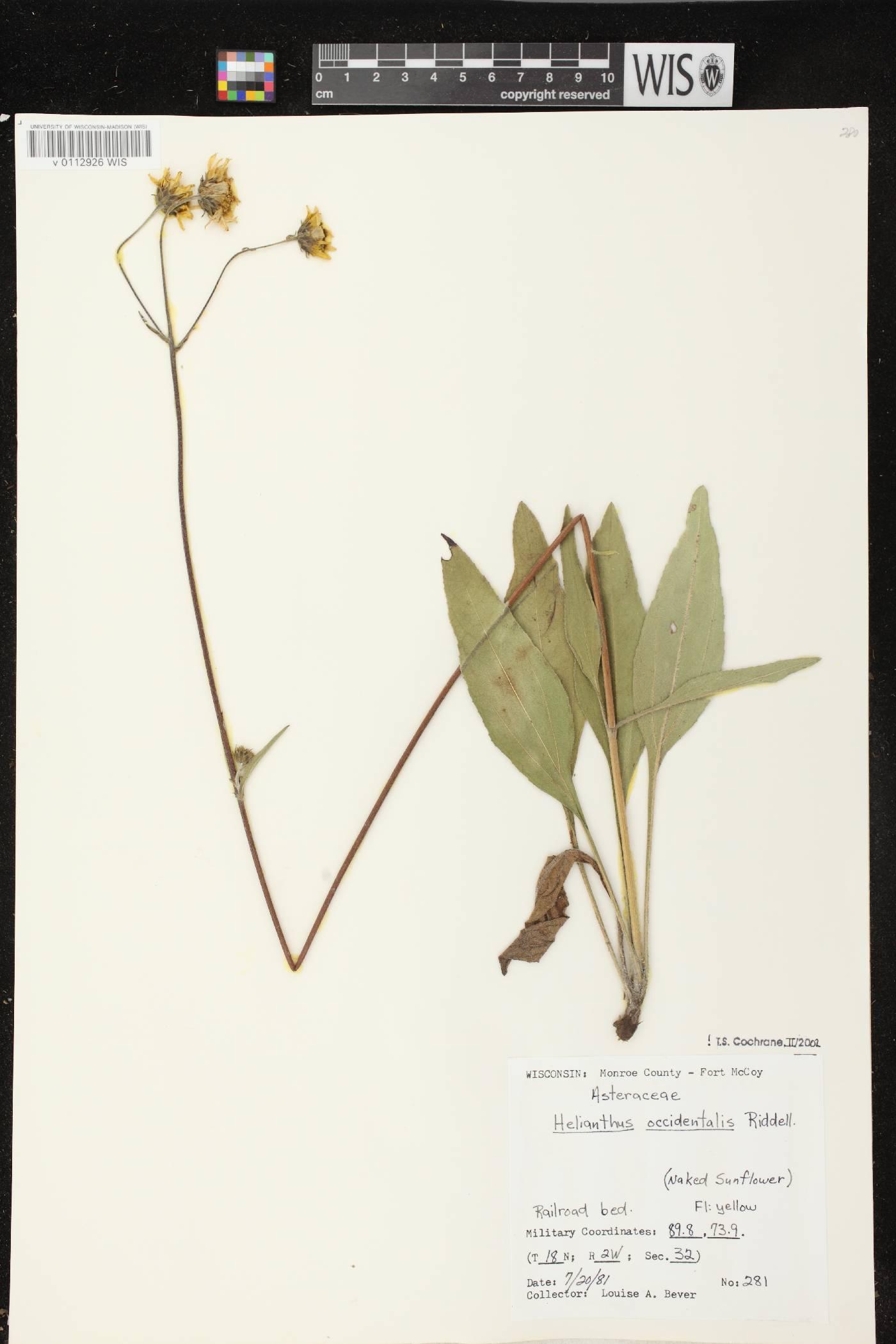 Helianthus occidentalis subsp. occidentalis image