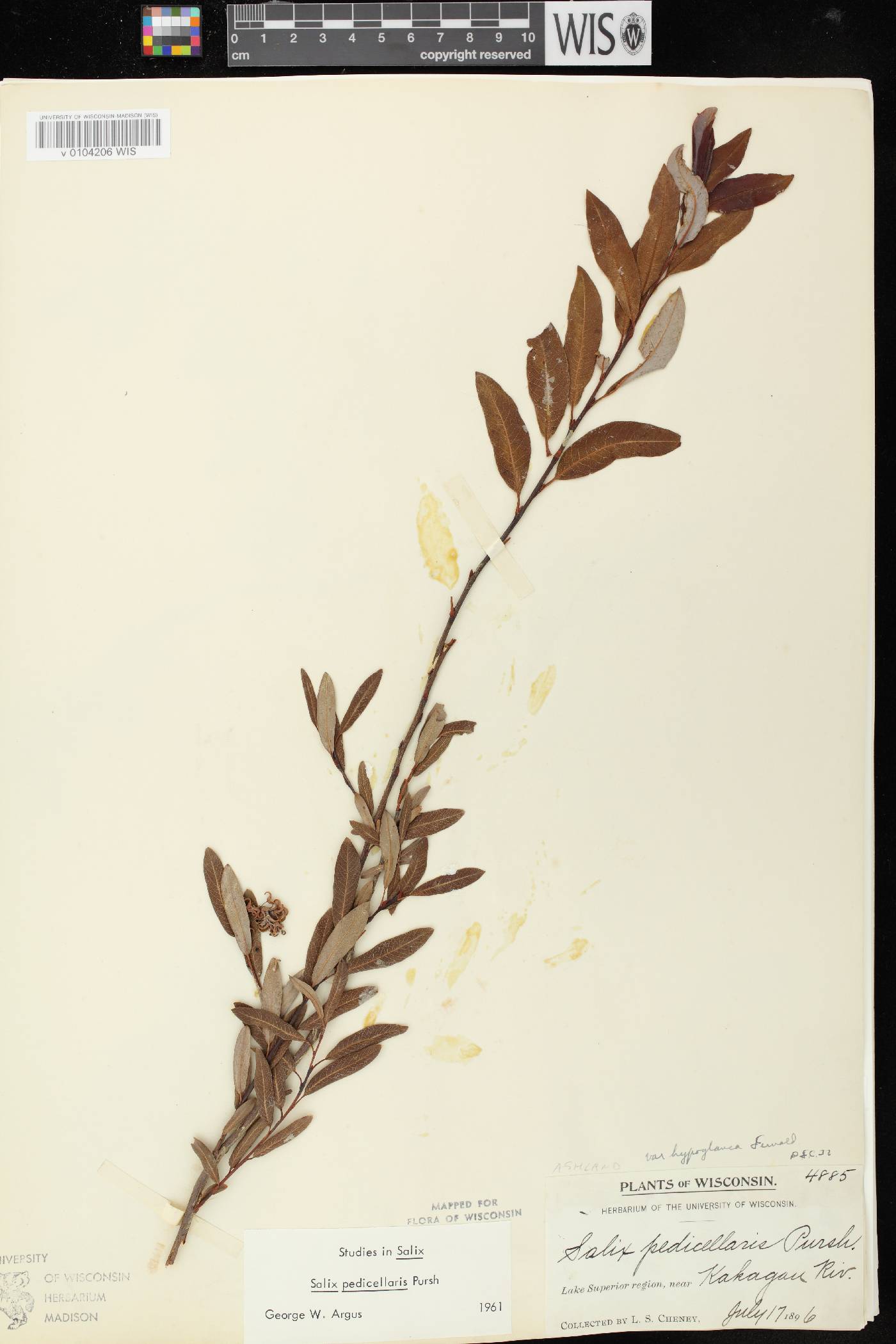 Salix pedicellaris image