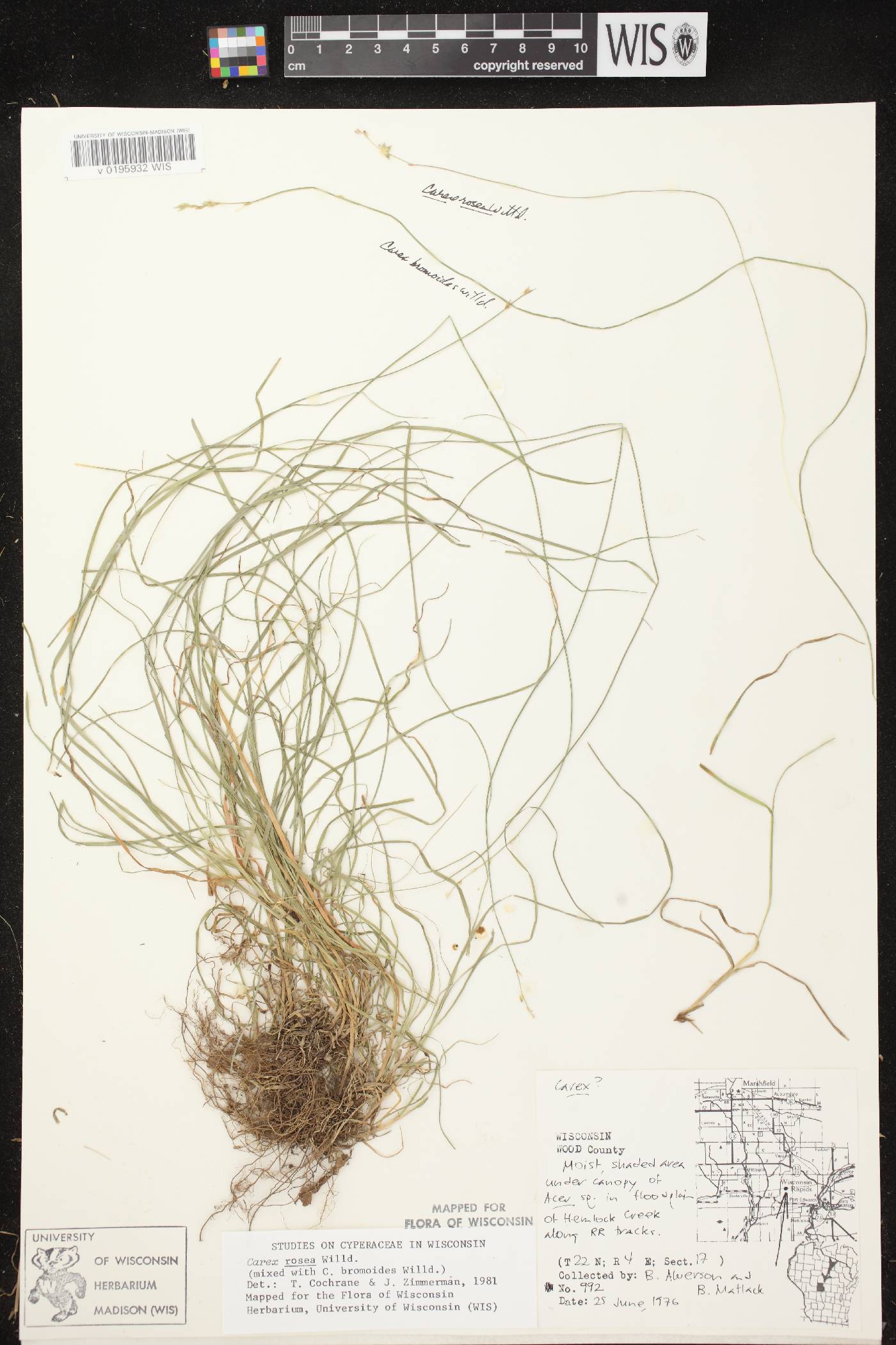 Carex radiata image