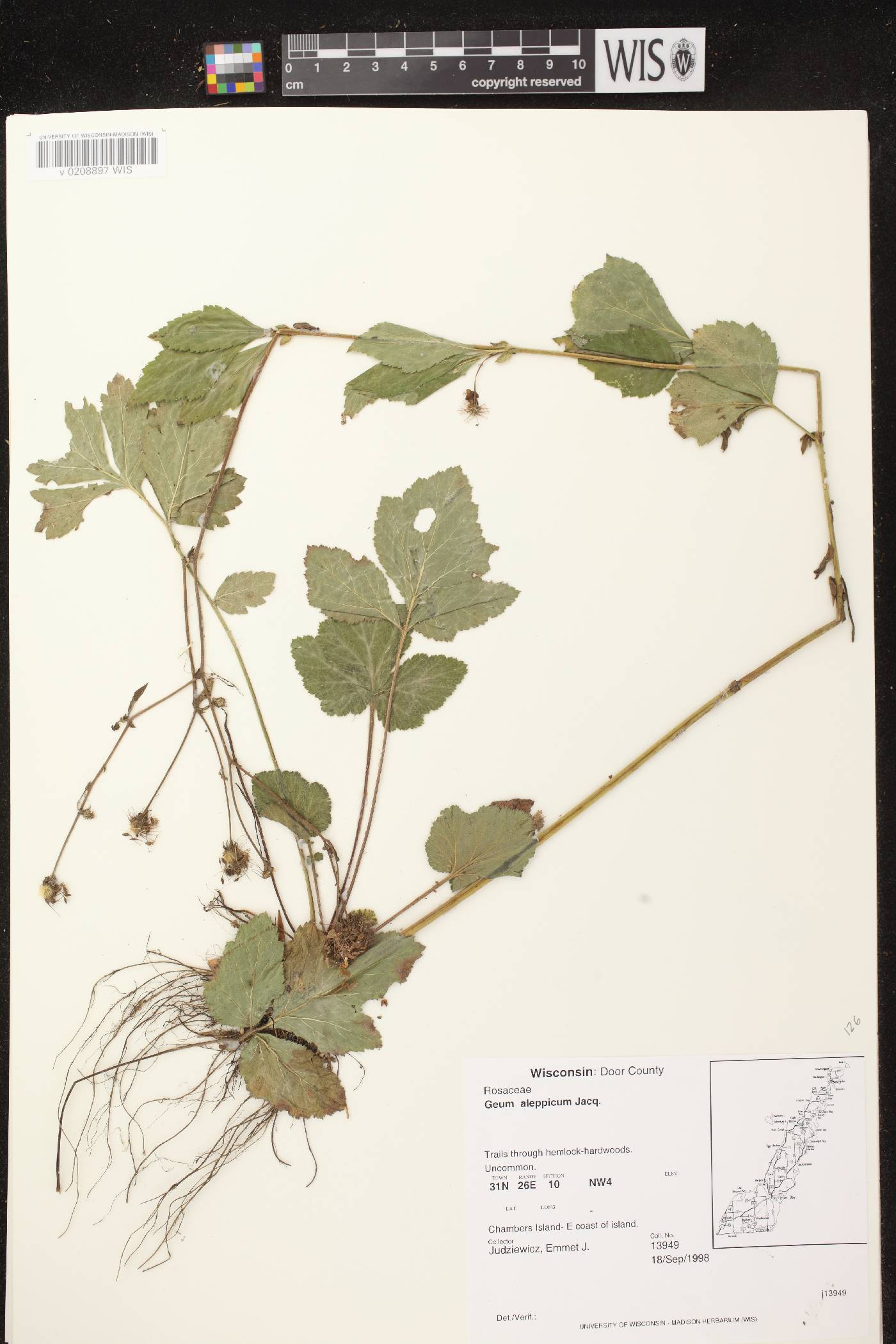 Geum aleppicum image