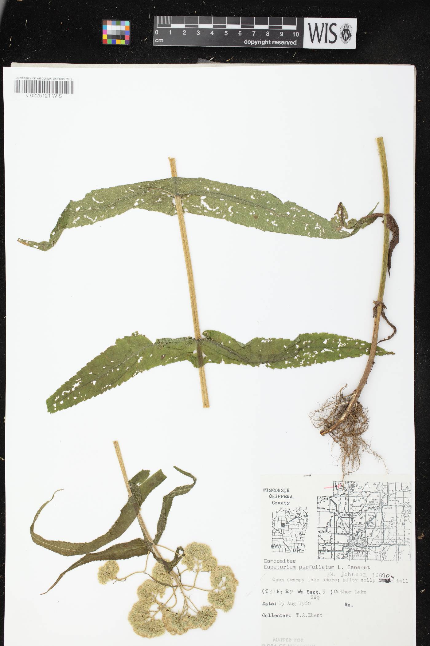 Eupatorium perfoliatum image