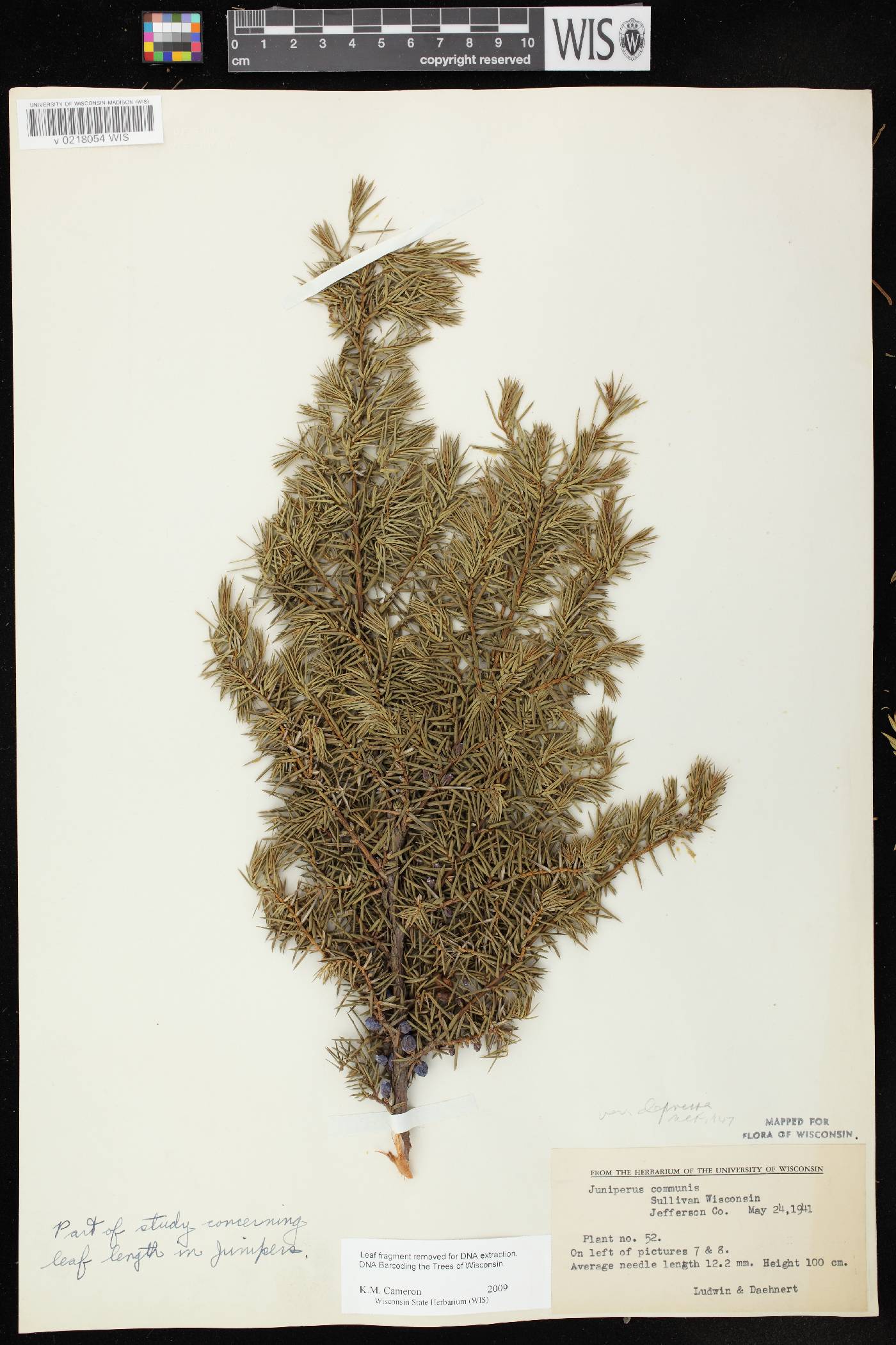Juniperus communis image