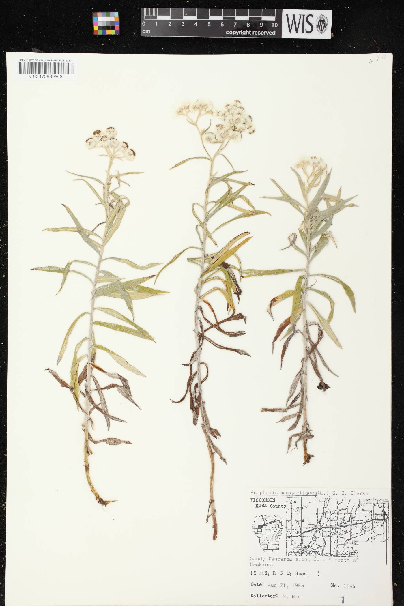 Anaphalis margaritacea image