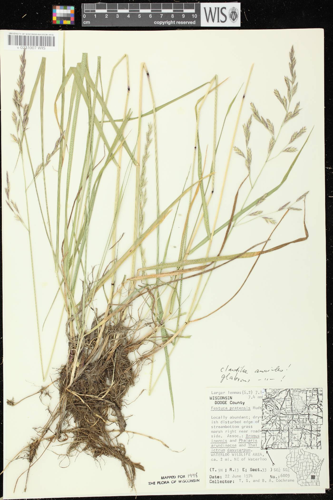 Lolium pratense image