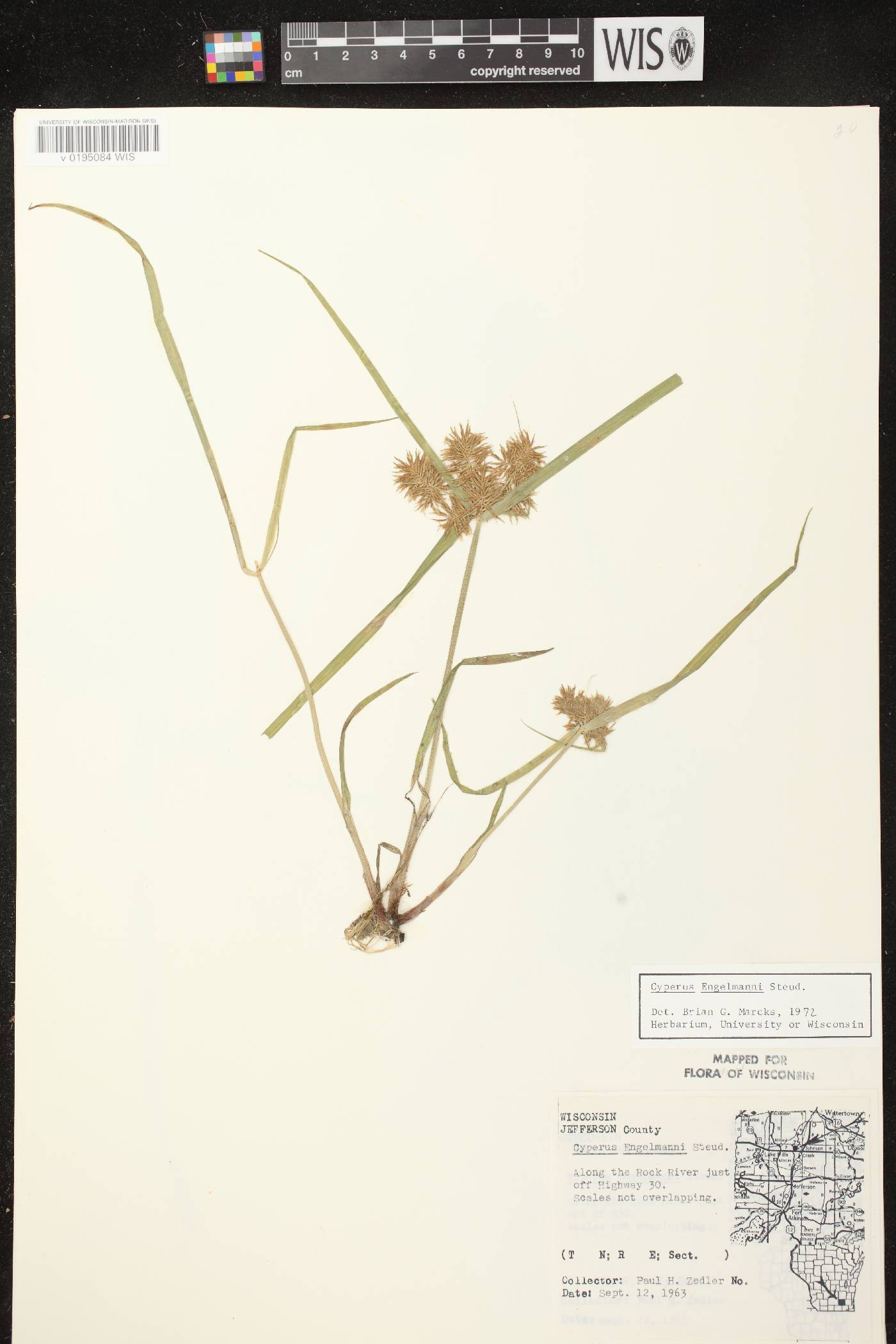 Cyperus odoratus image