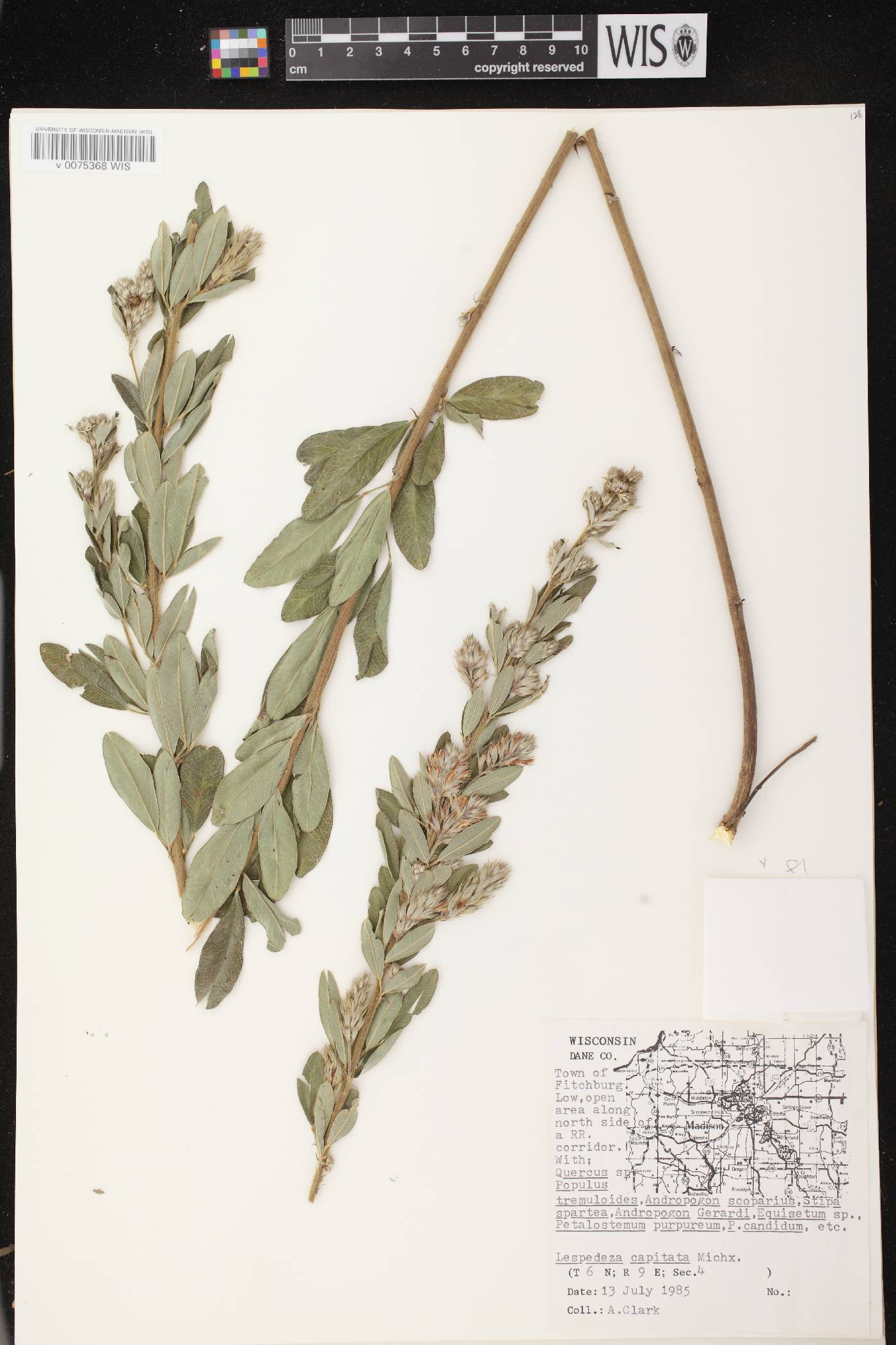 Lespedeza capitata image