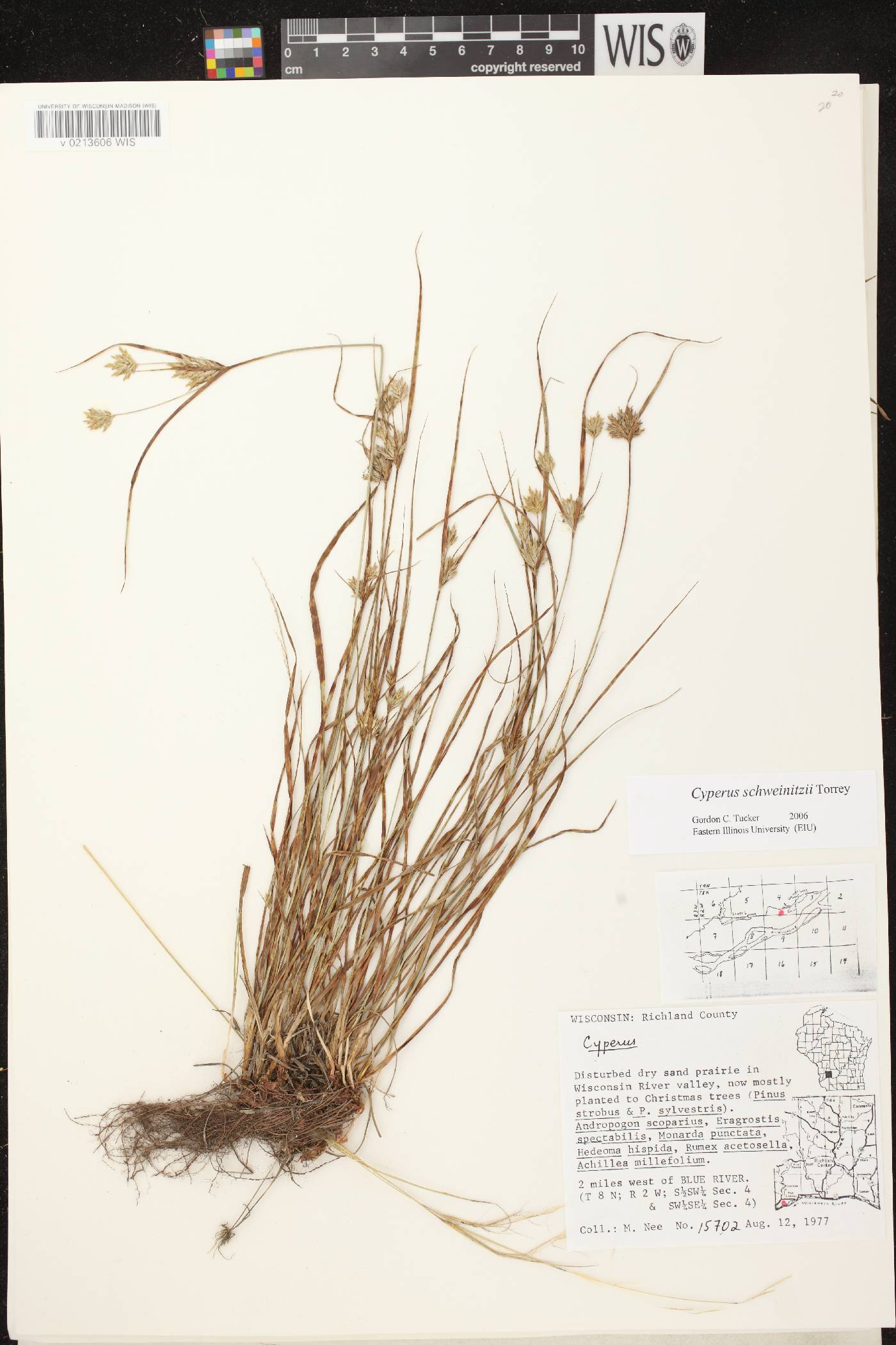 Cyperus schweinitzii image