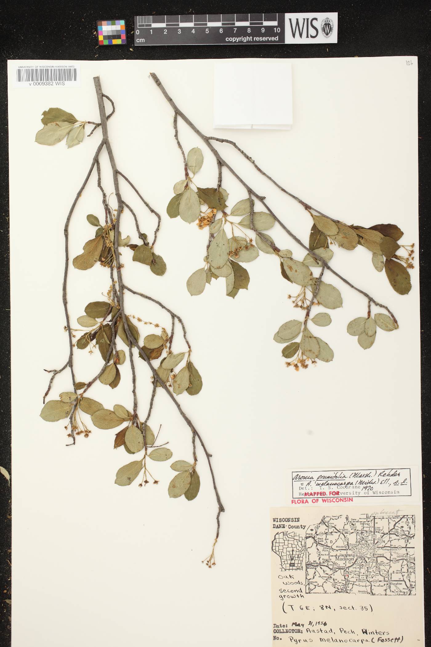 Aronia x prunifolia image