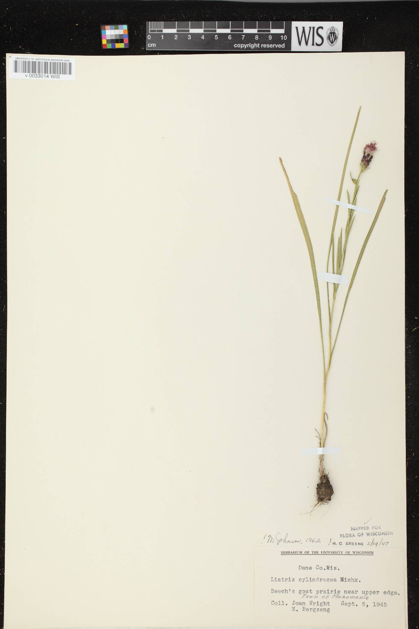 Liatris cylindracea image