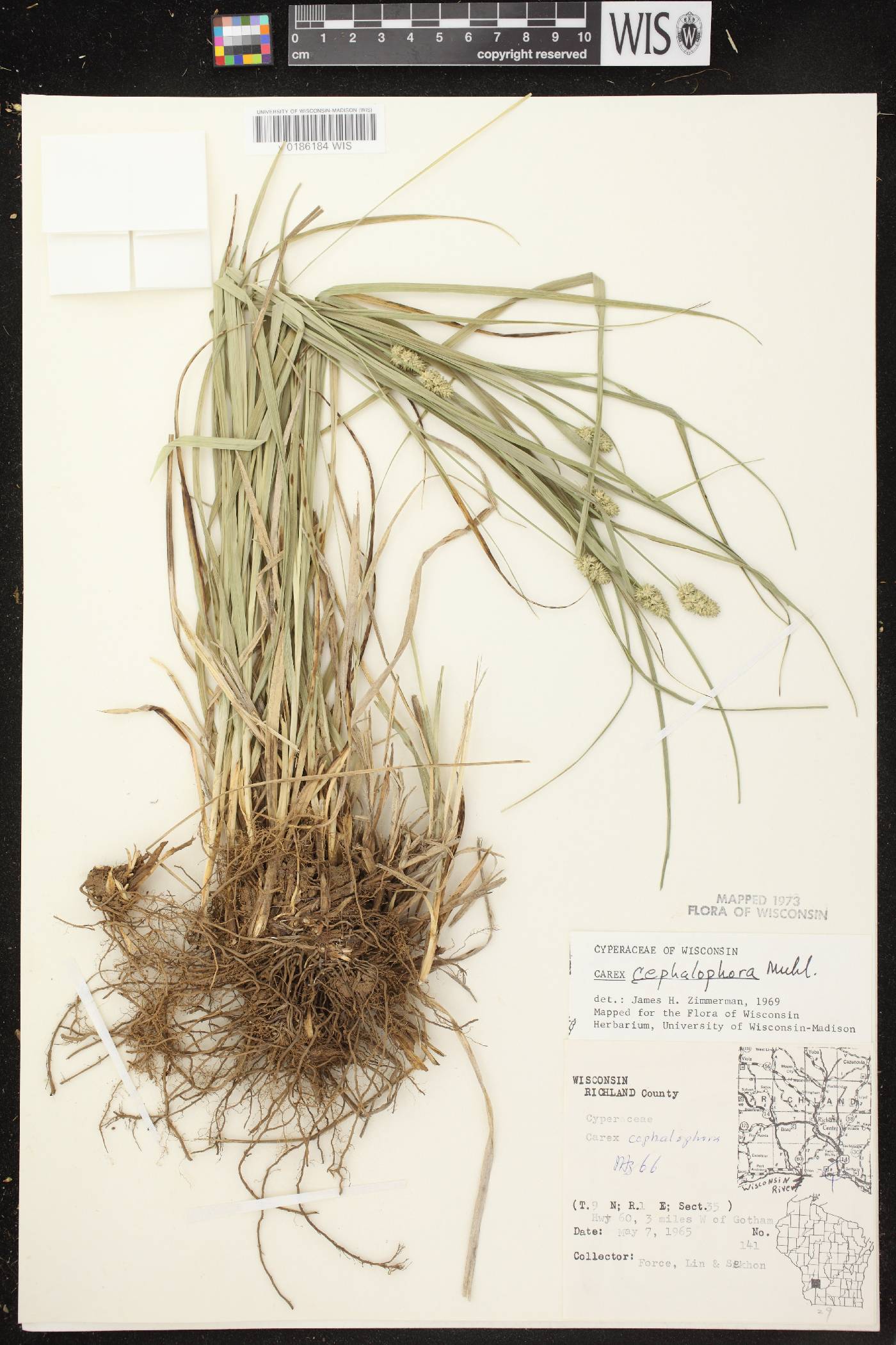 Carex cephalophora image