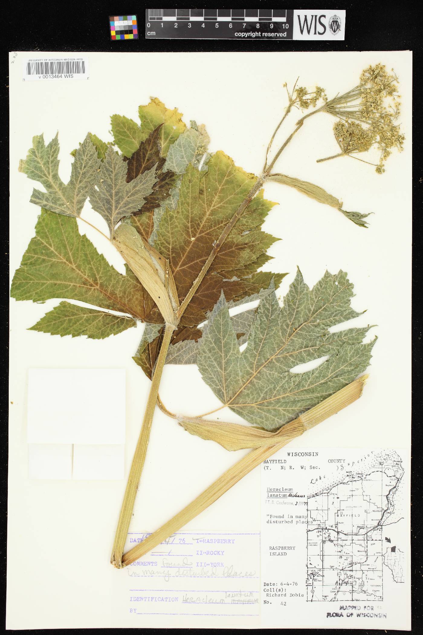 Heracleum maximum image