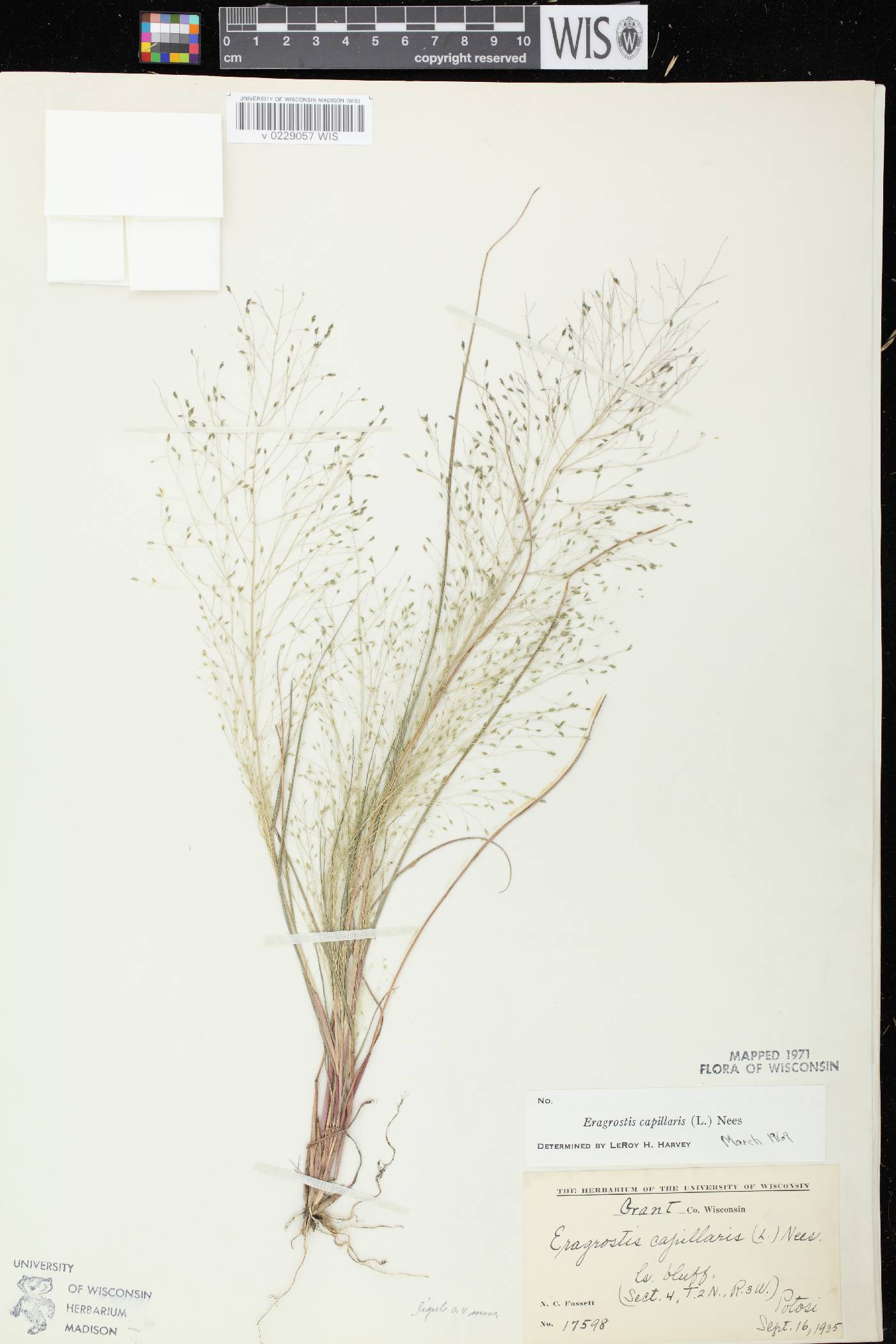 Eragrostis capillaris image