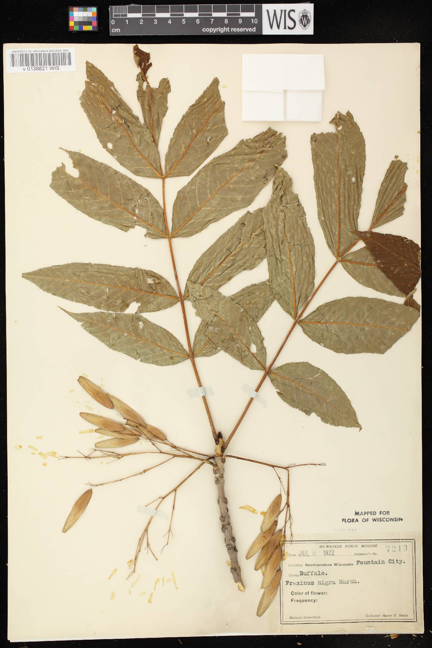 Fraxinus nigra image