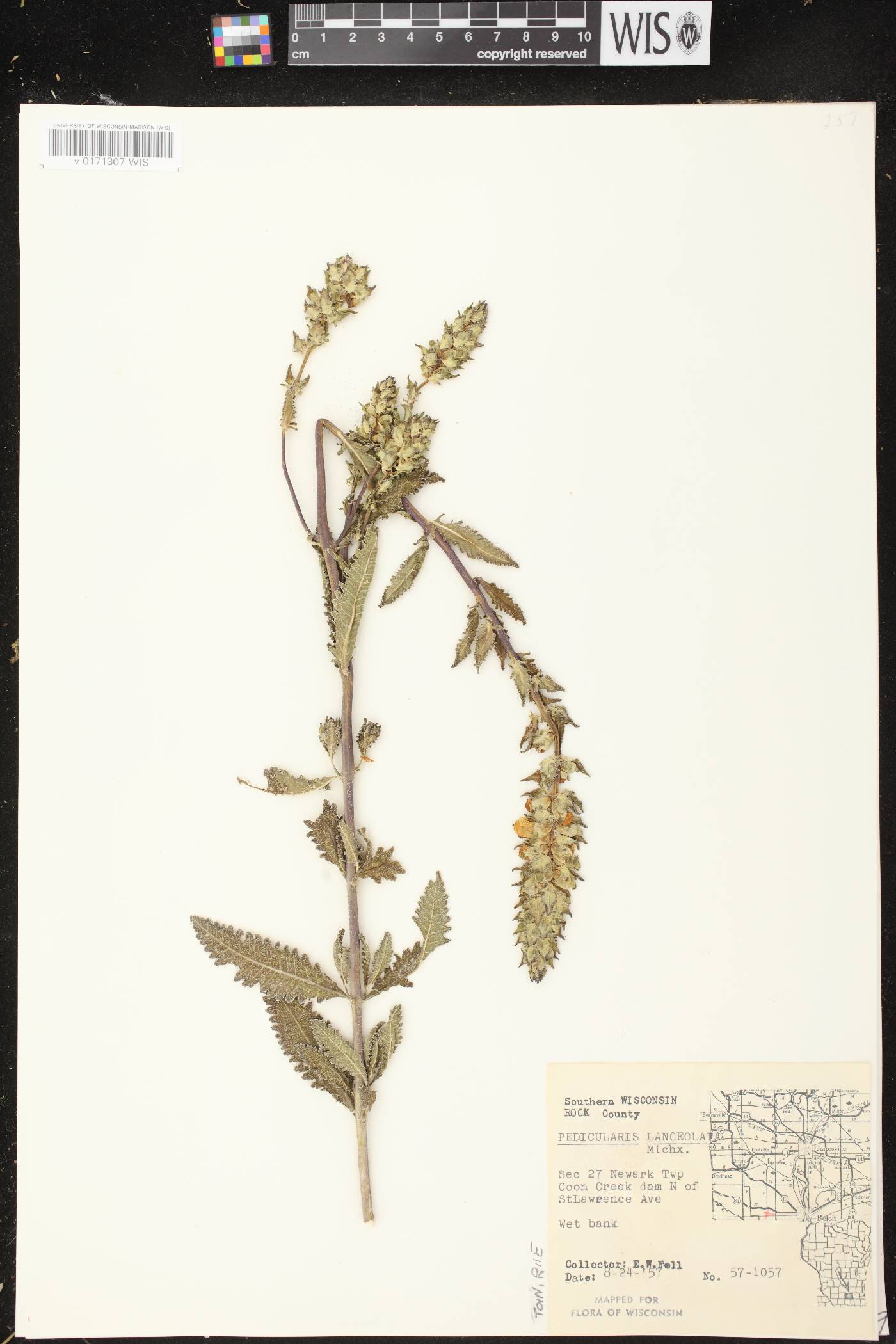 Pedicularis lanceolata image