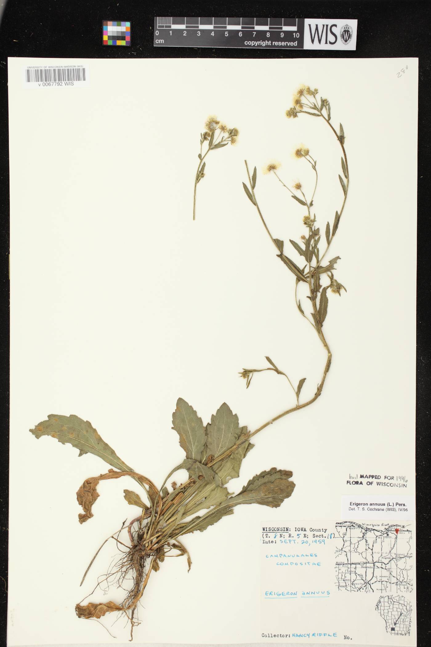 Erigeron annuus image
